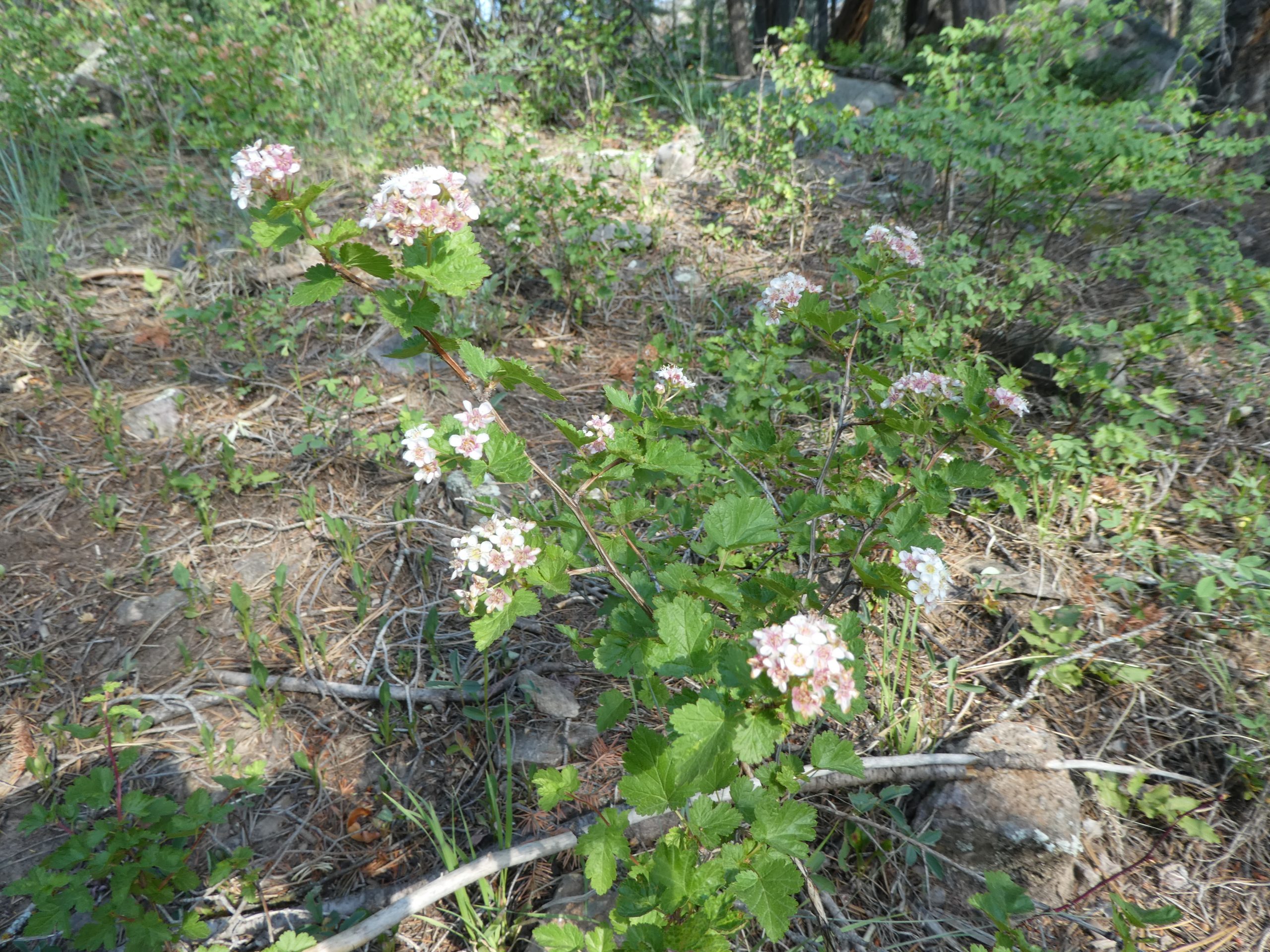 Physocarpus monogynus