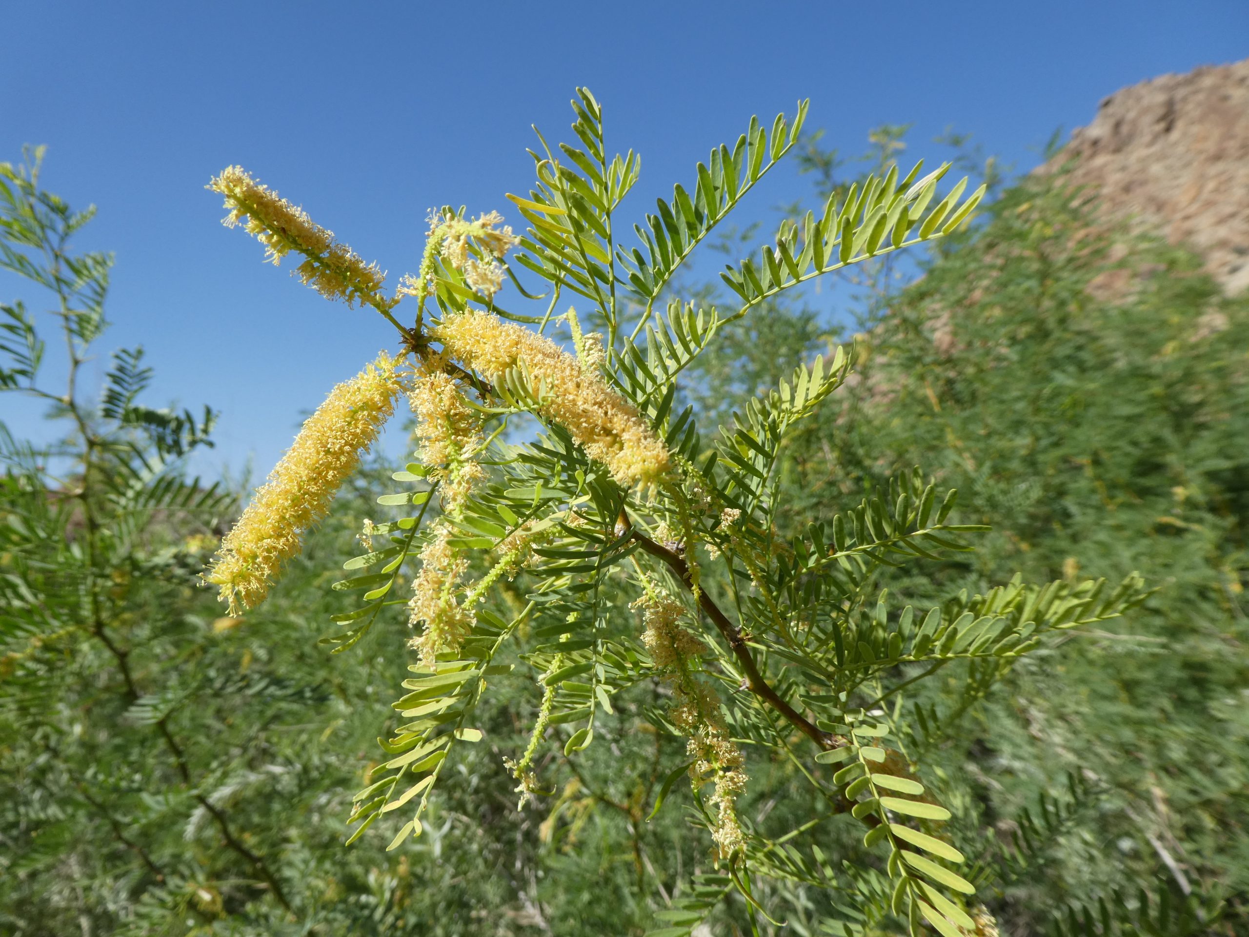 Prosopis glandulosa