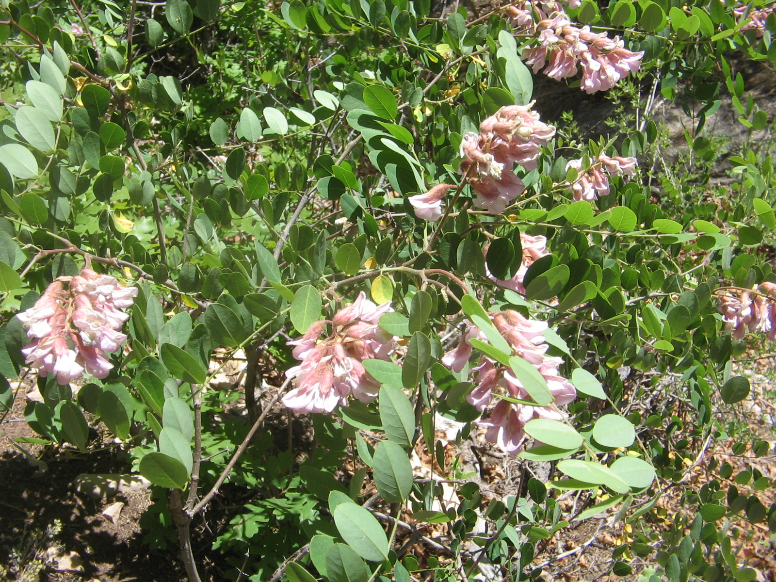 Robinia neomexicana