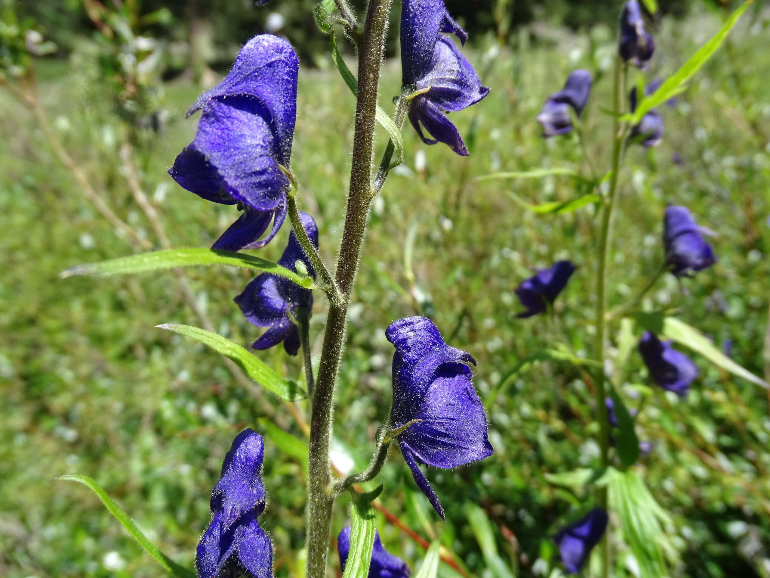 Aconitum columbianum