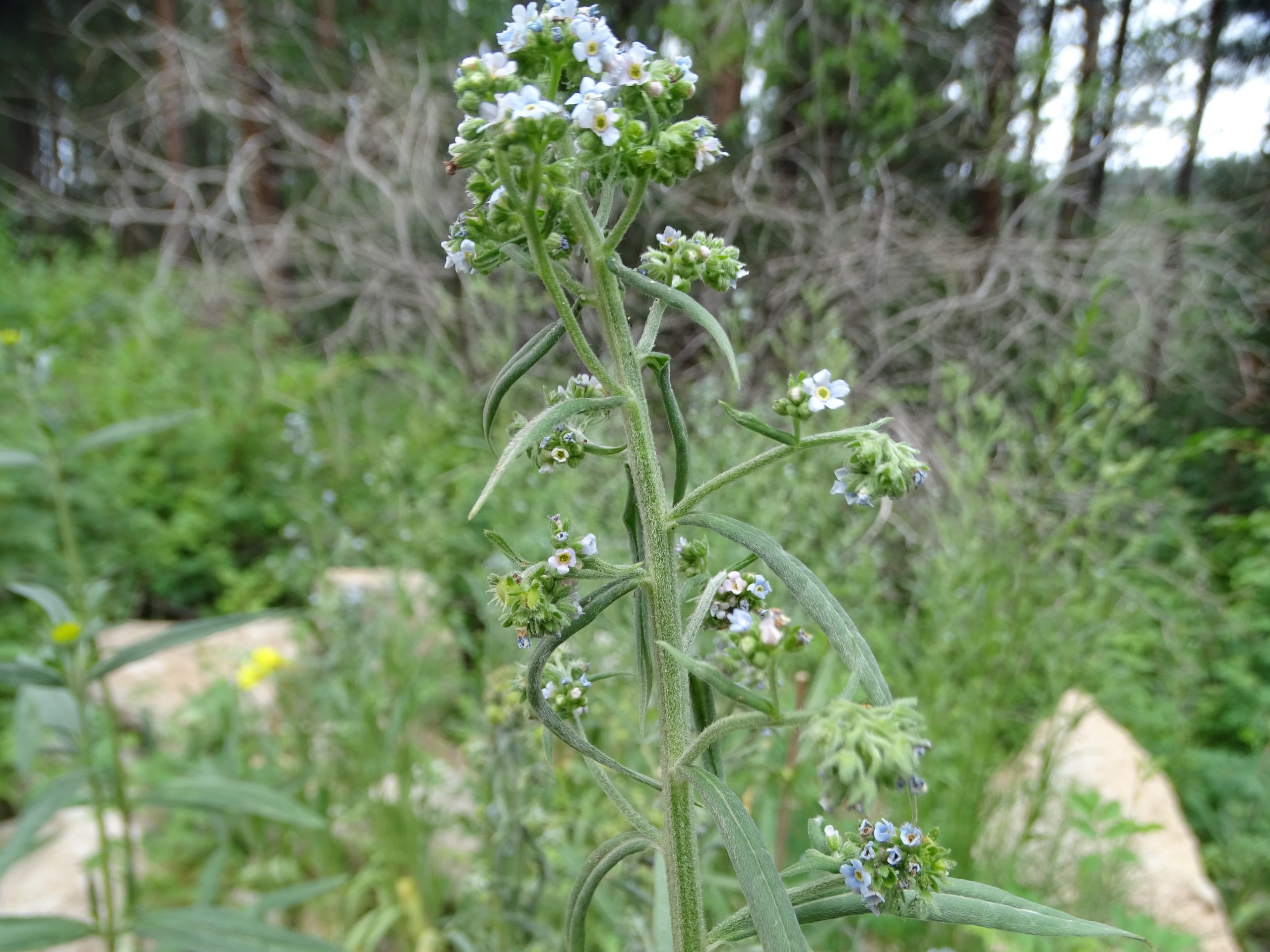 Hackelia floribunda