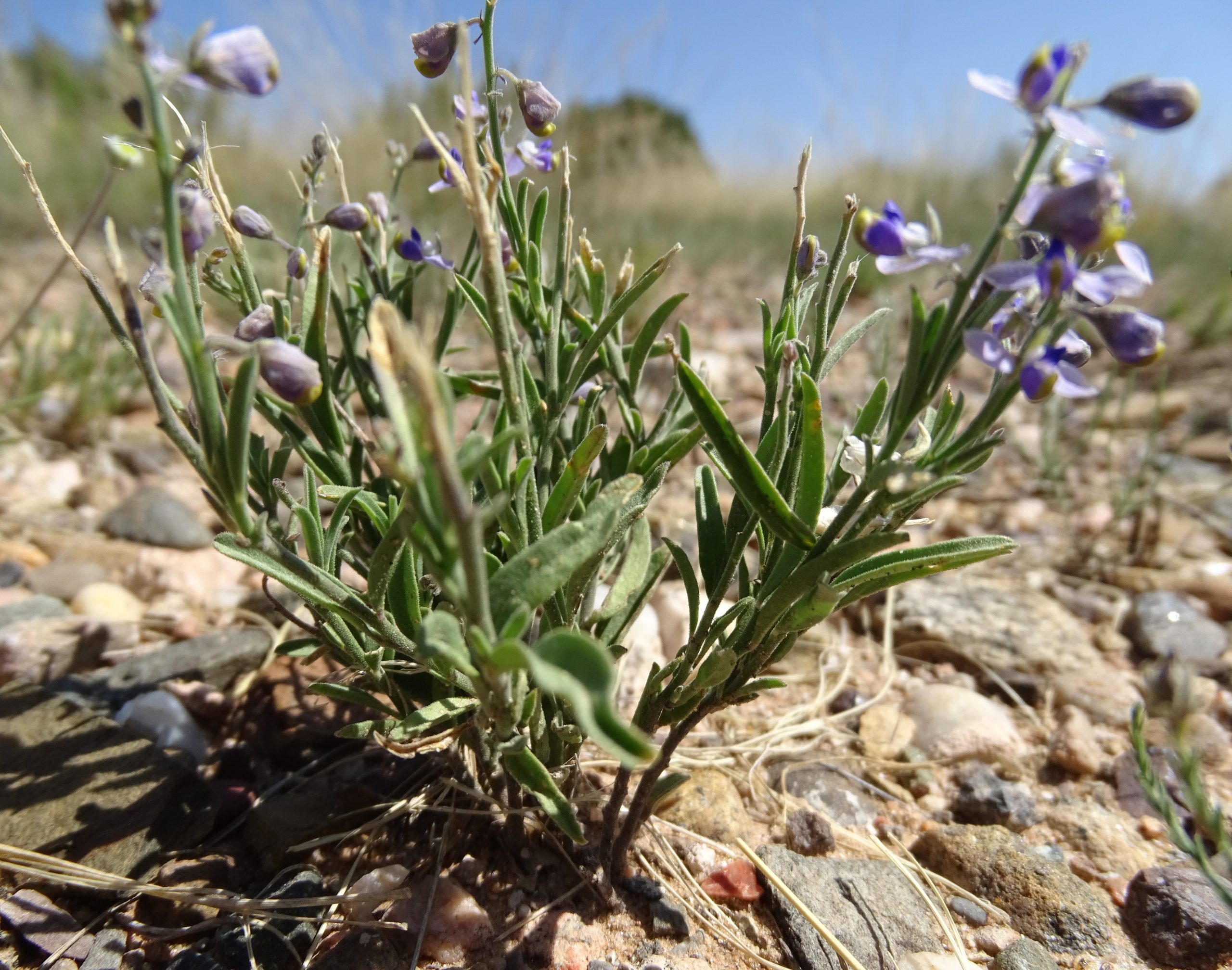 Hebecarpa barbeyana