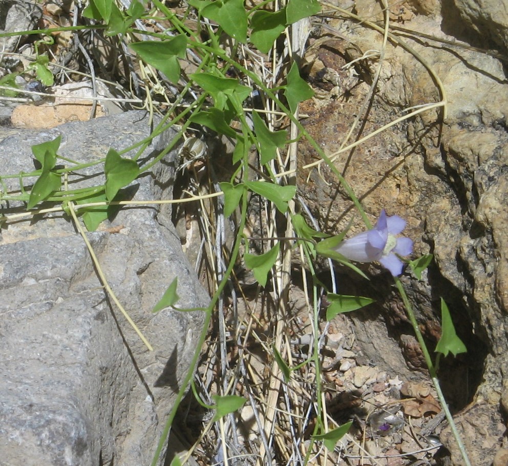 Maurandella antirrhiniflora