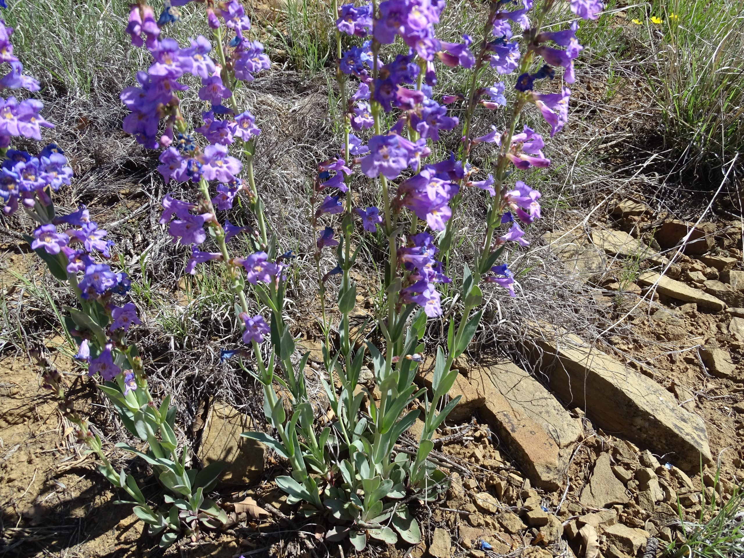 Penstemon fendleri