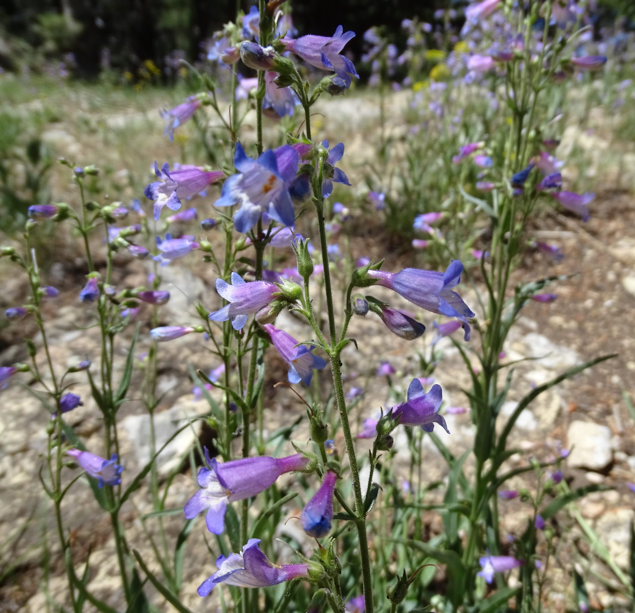 Penstemon inflatus