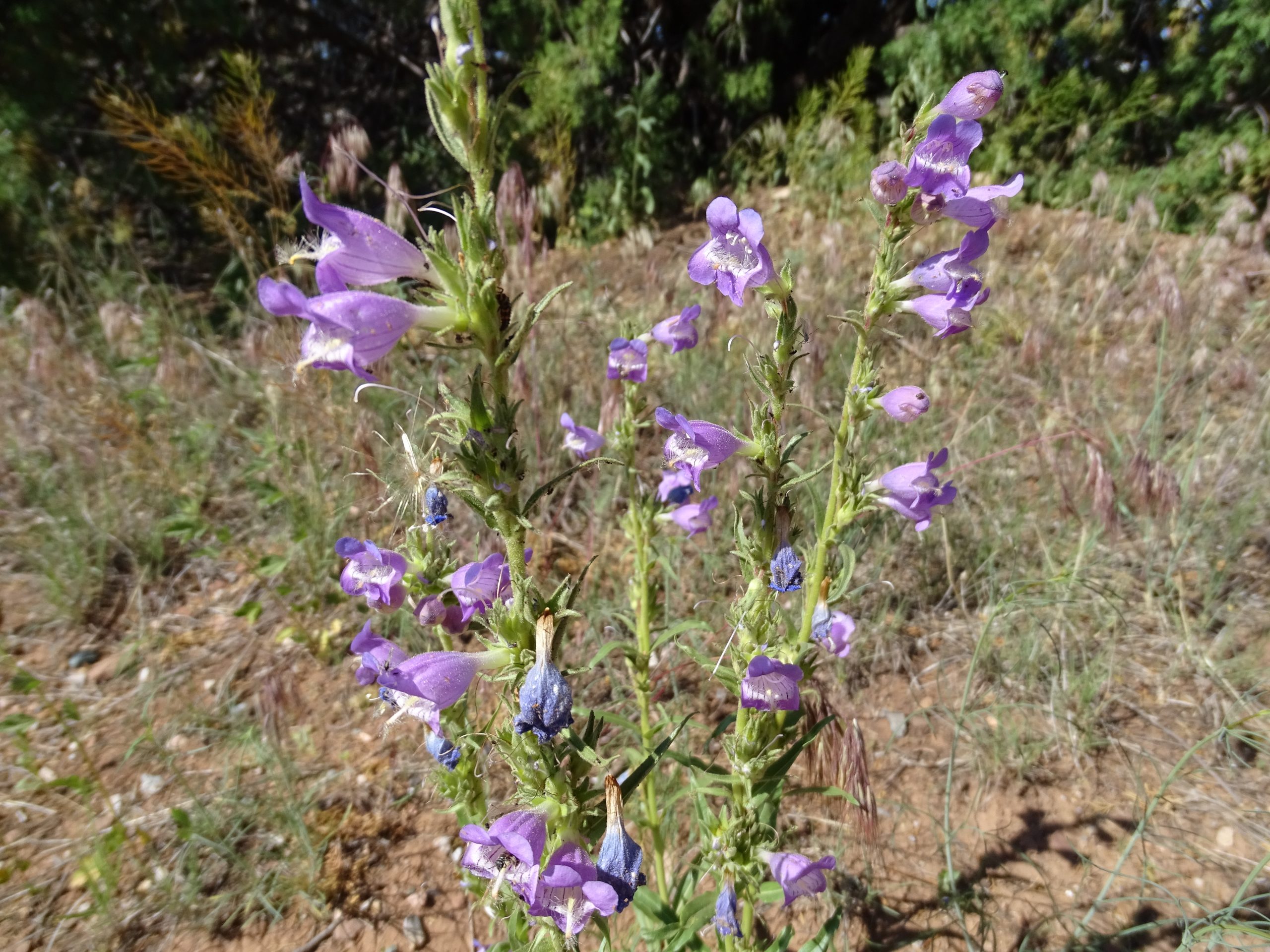 Penstemon jamesii