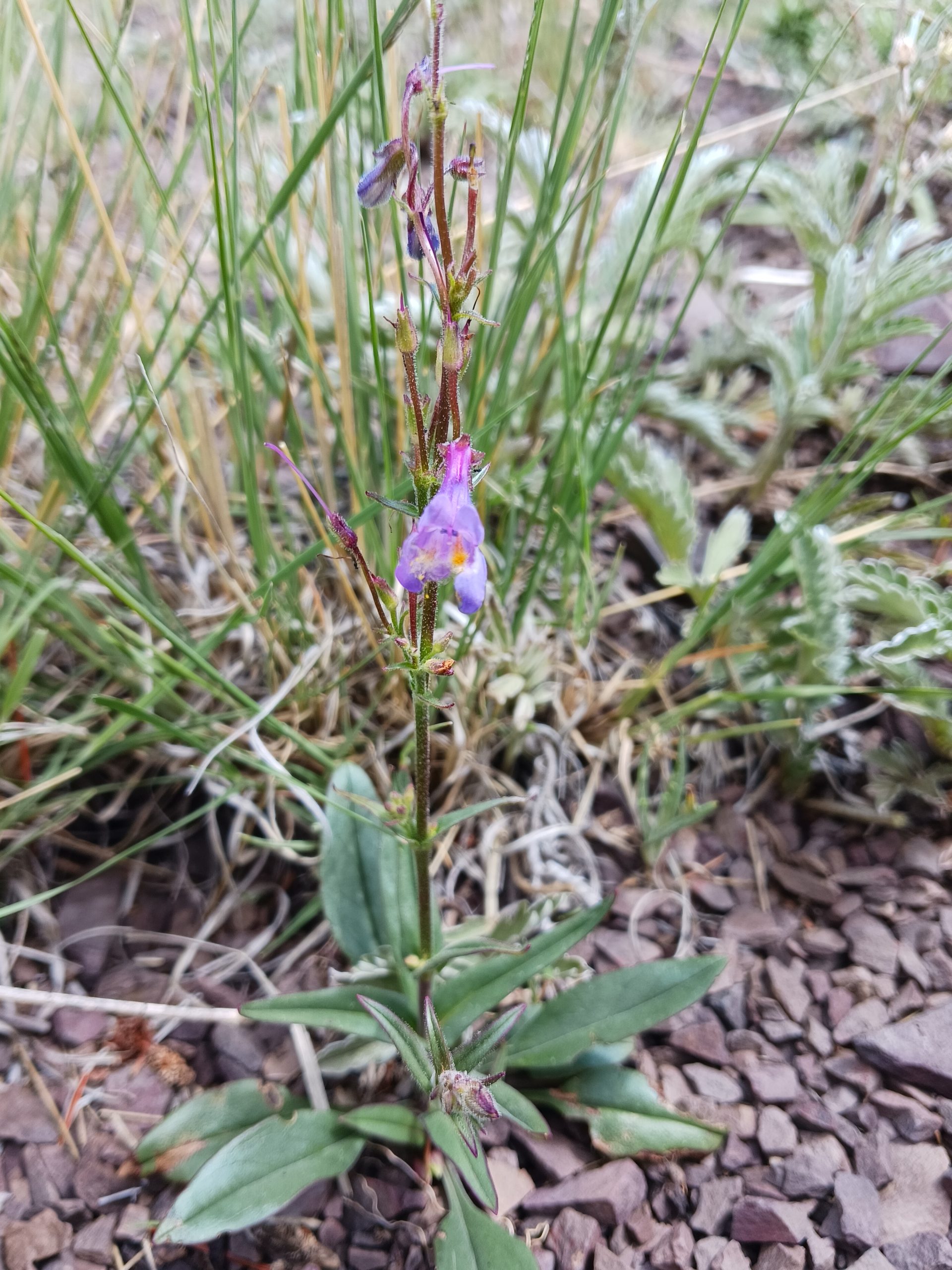 Penstemon pseudoparvus