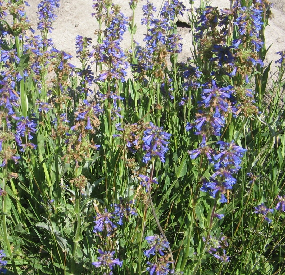 Penstemon rydbergii