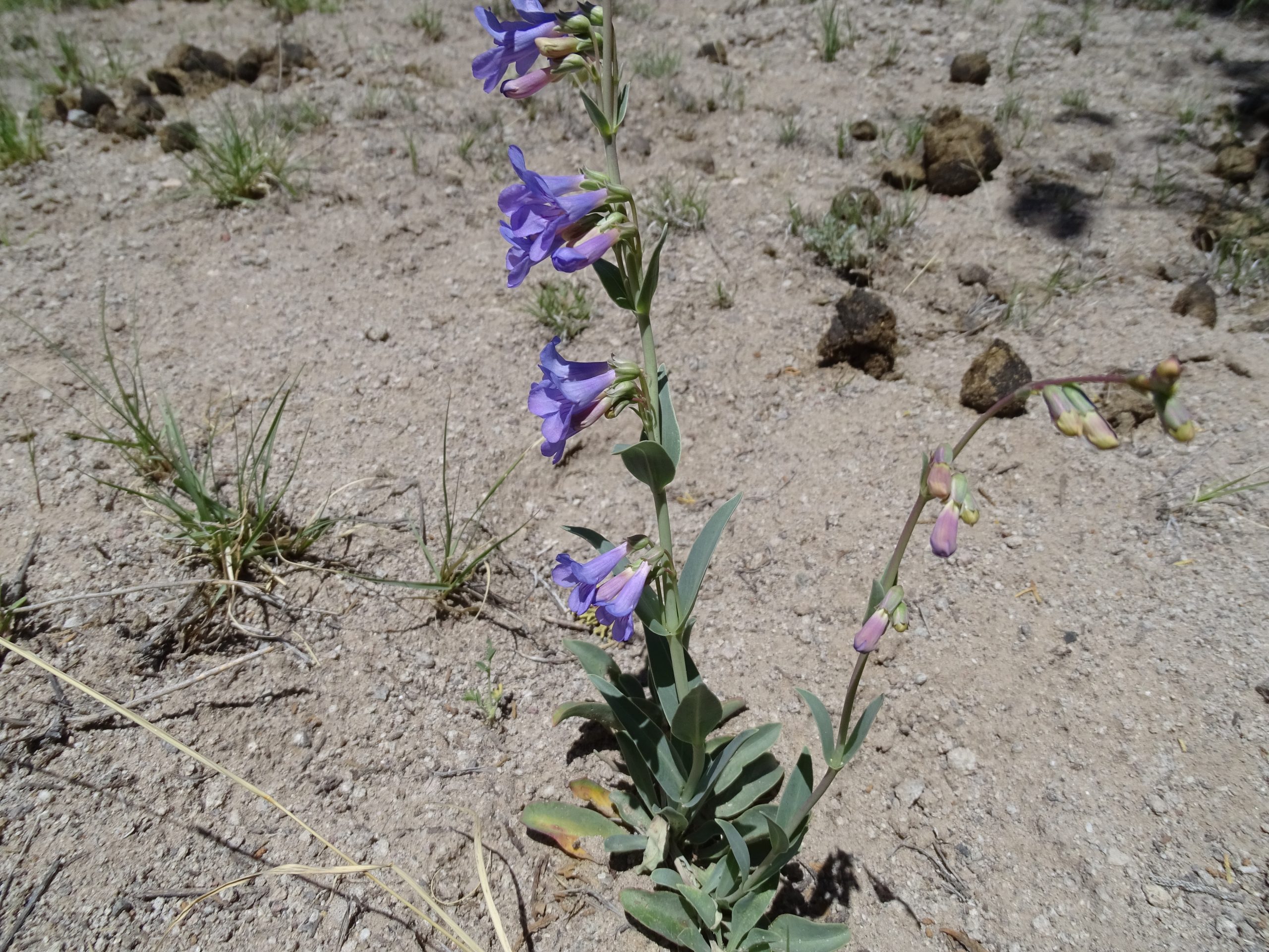 Penstemon secundiflorus