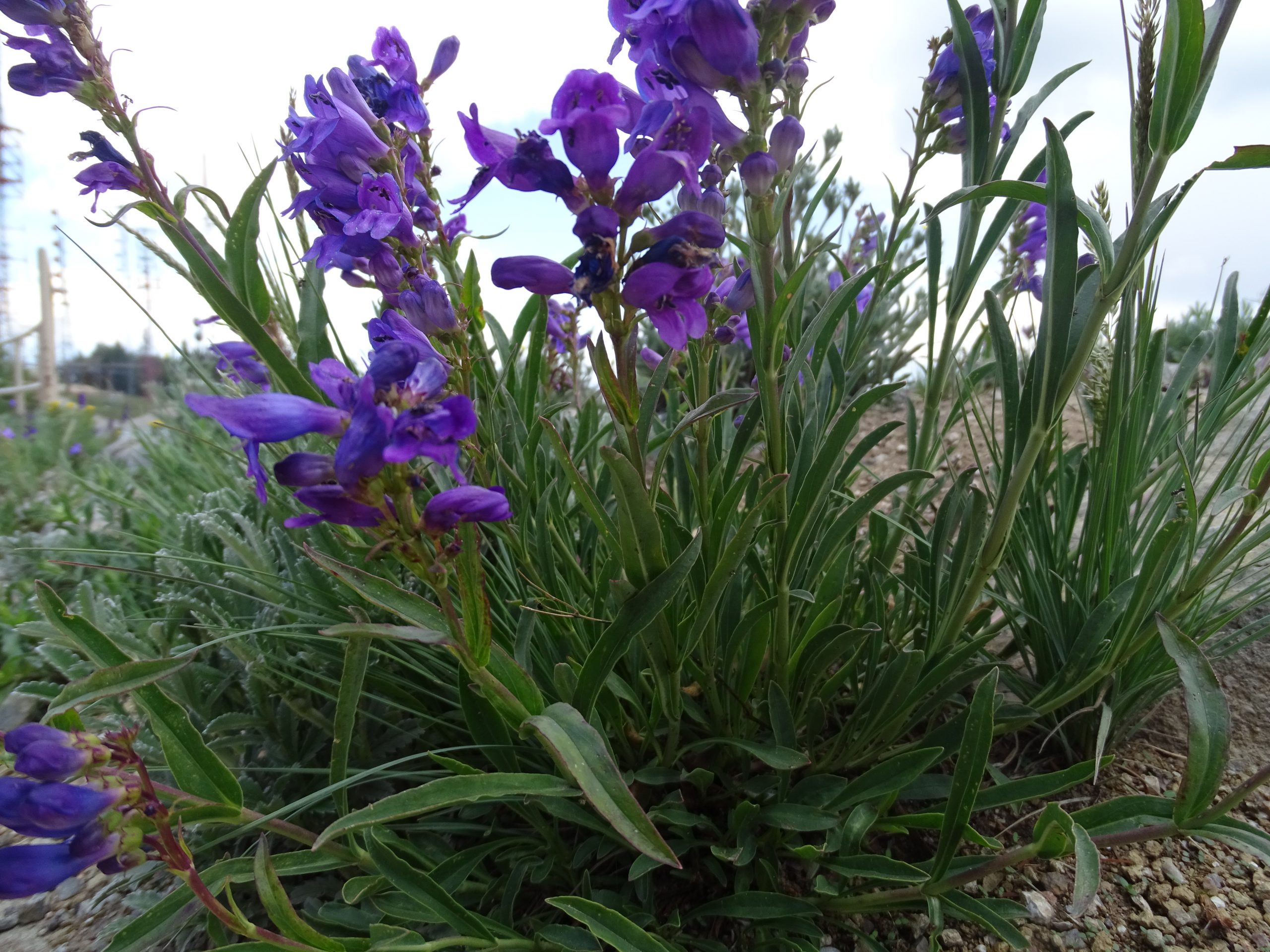 Penstemon strictus