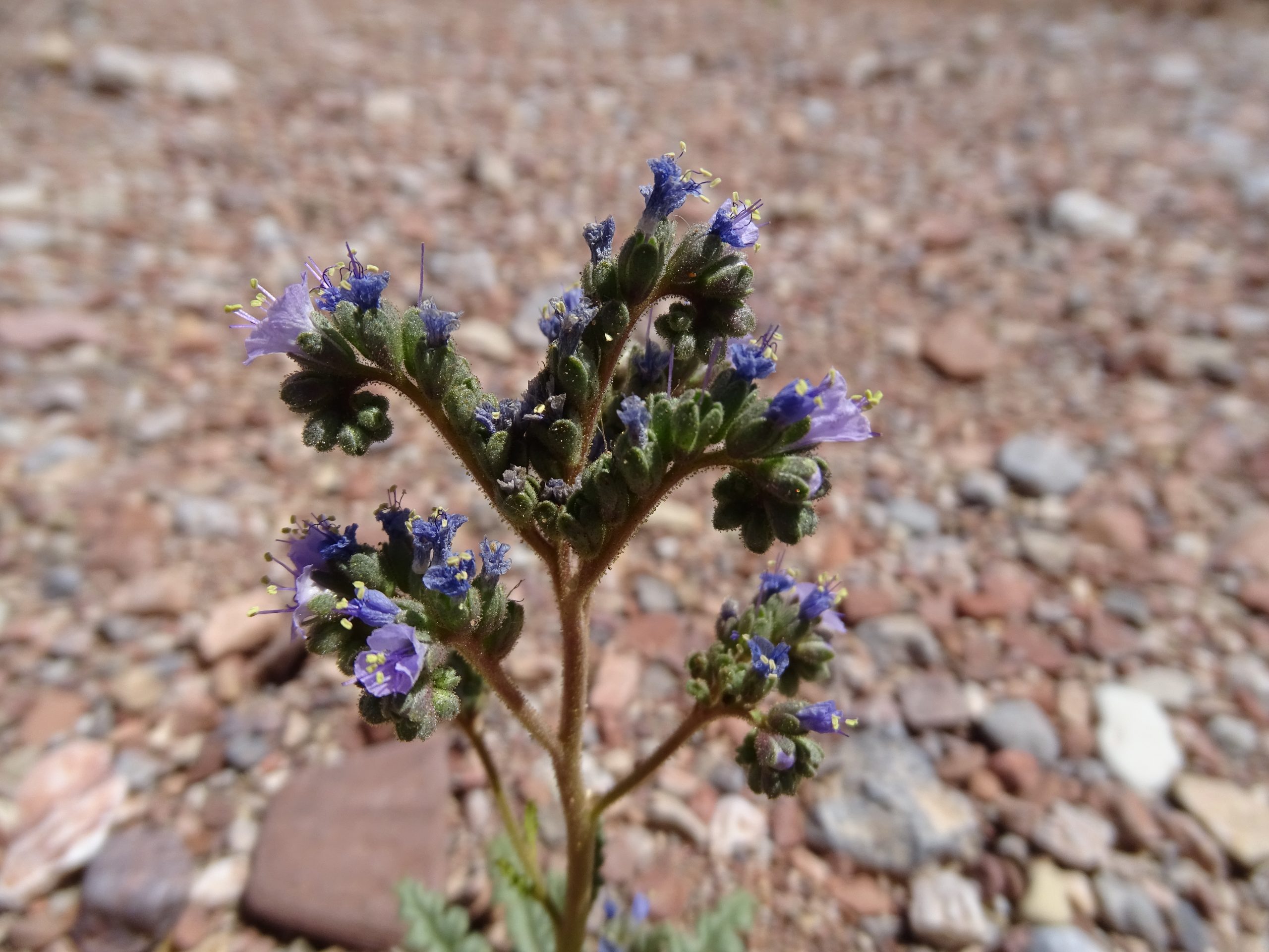 Phacelia caerulea