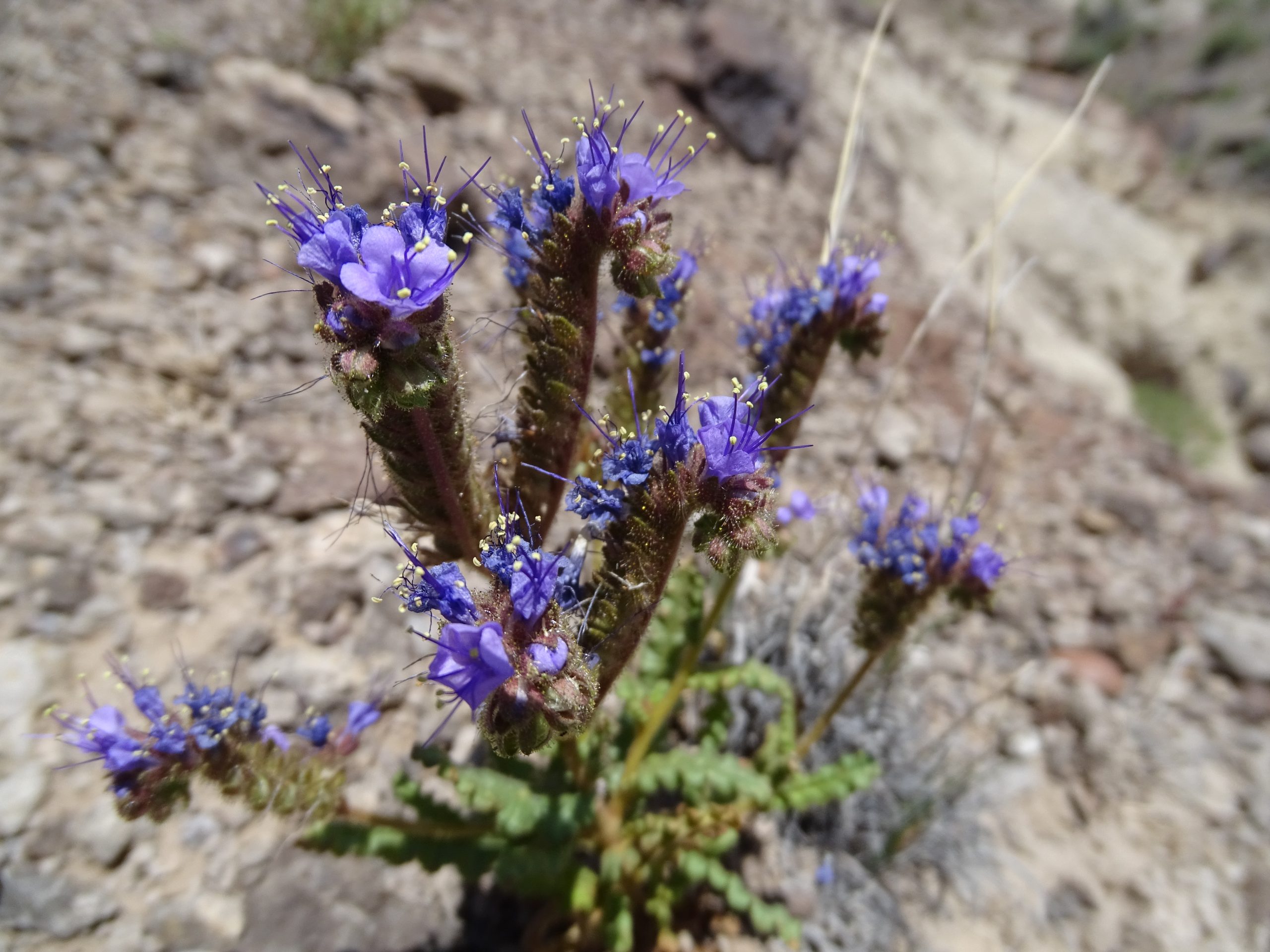 Phacelia crenulata