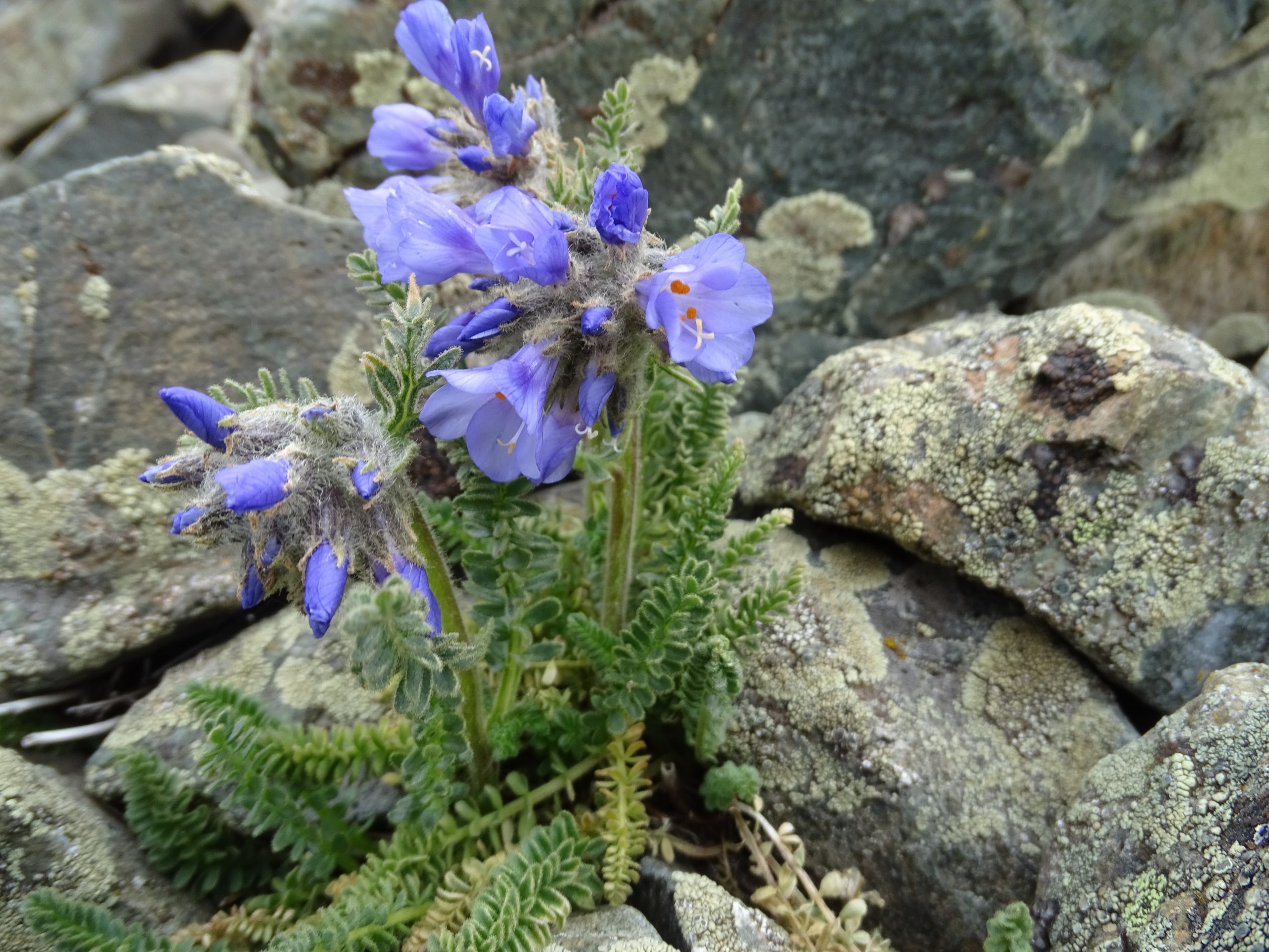 Polemonium viscosum
