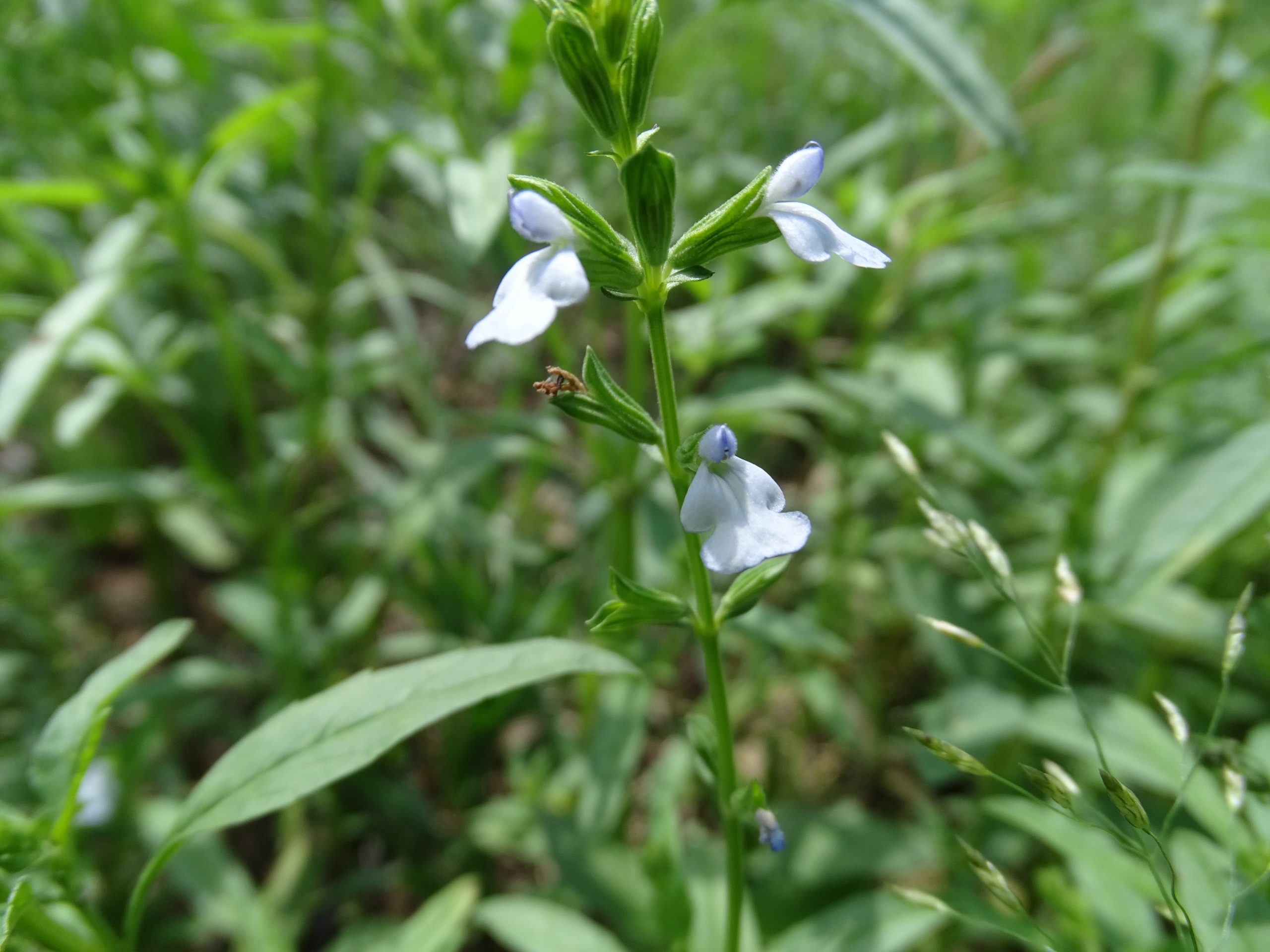 Salvia reflexa