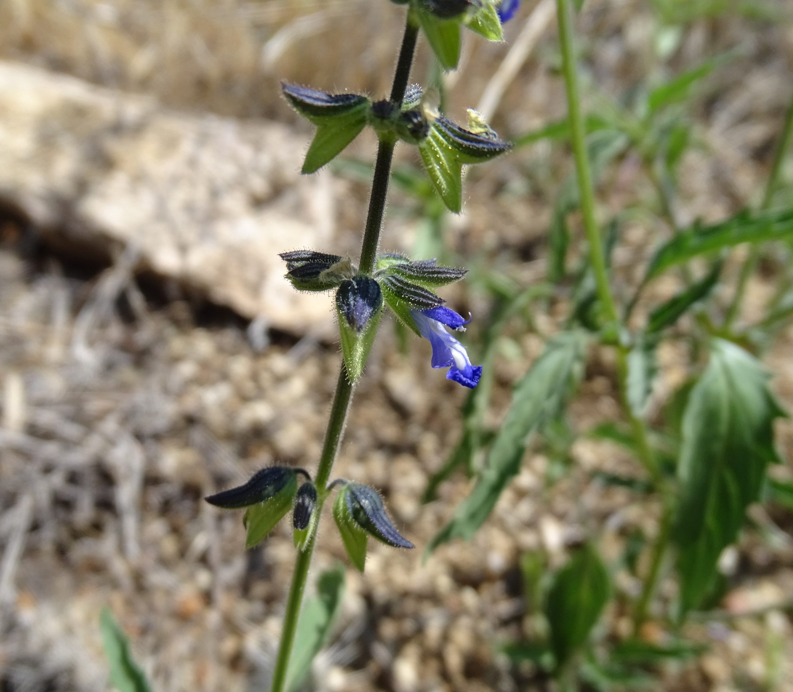 Salvia subincisa