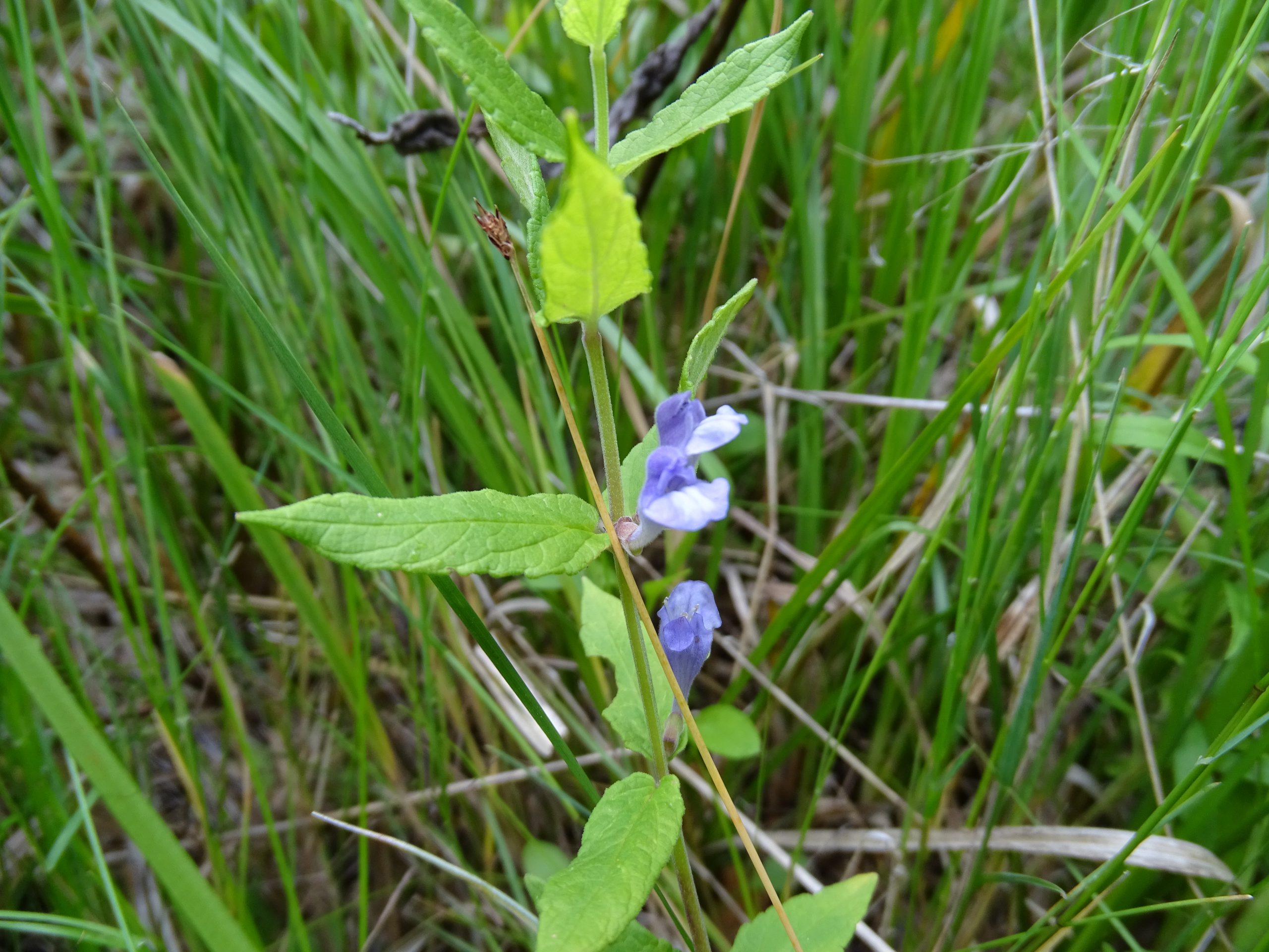 Scutellaria galericulata