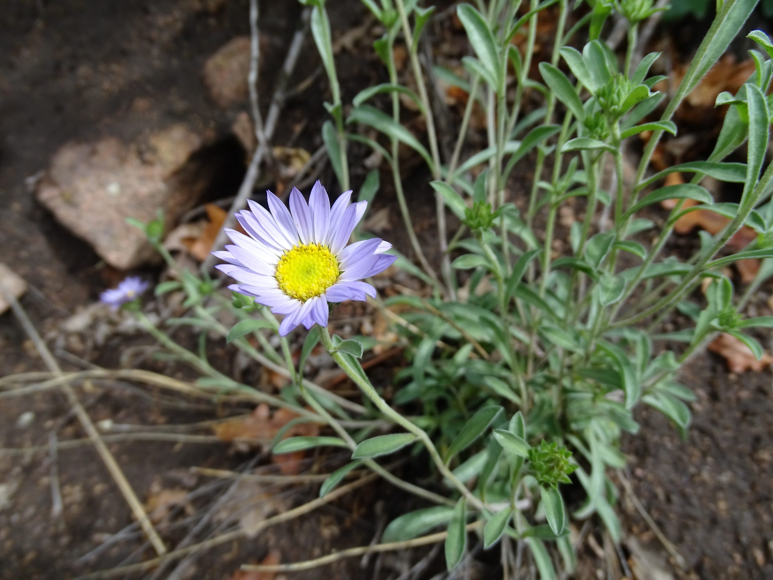 Townsendia eximia