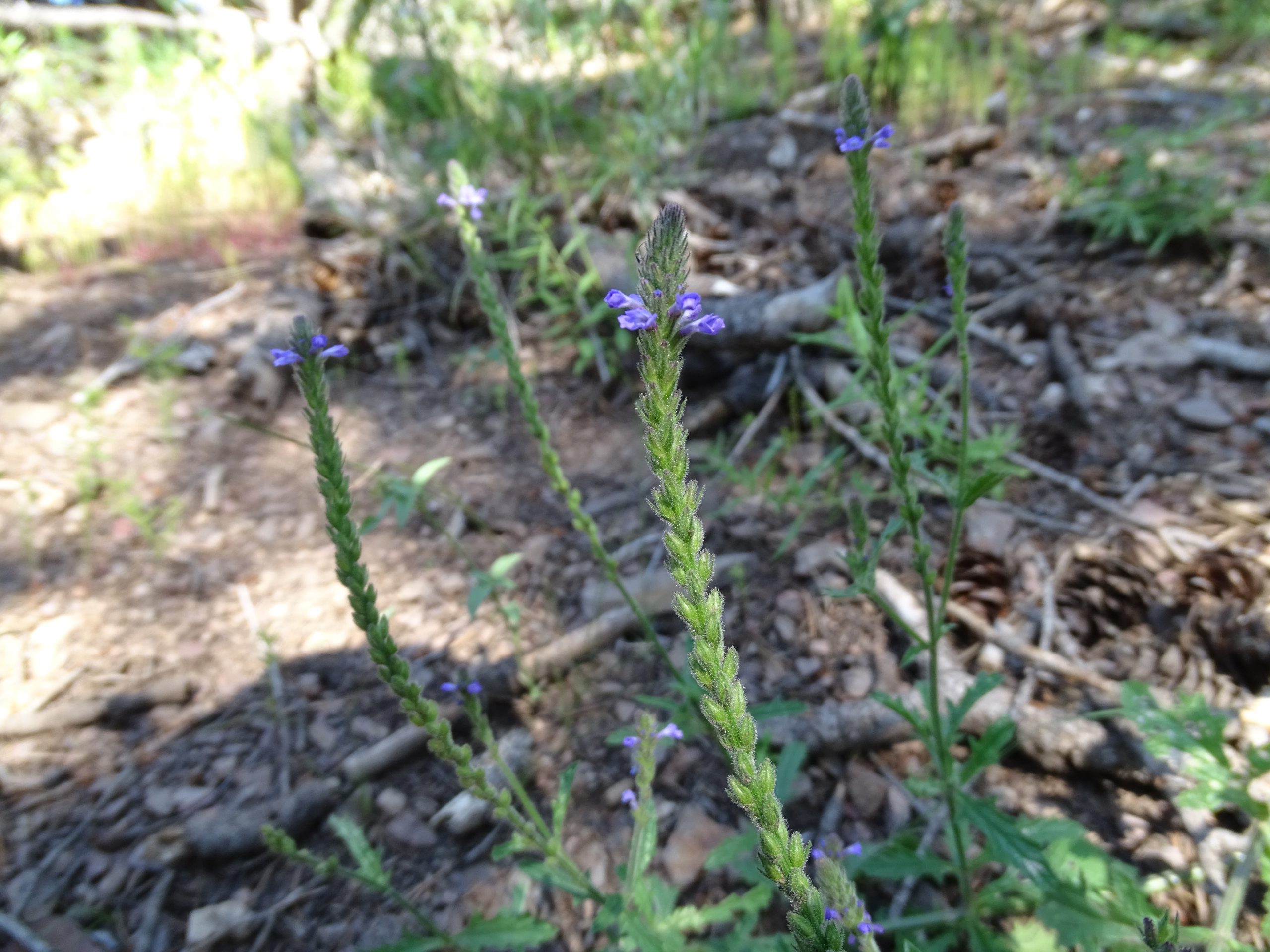 Verbena neomexicana