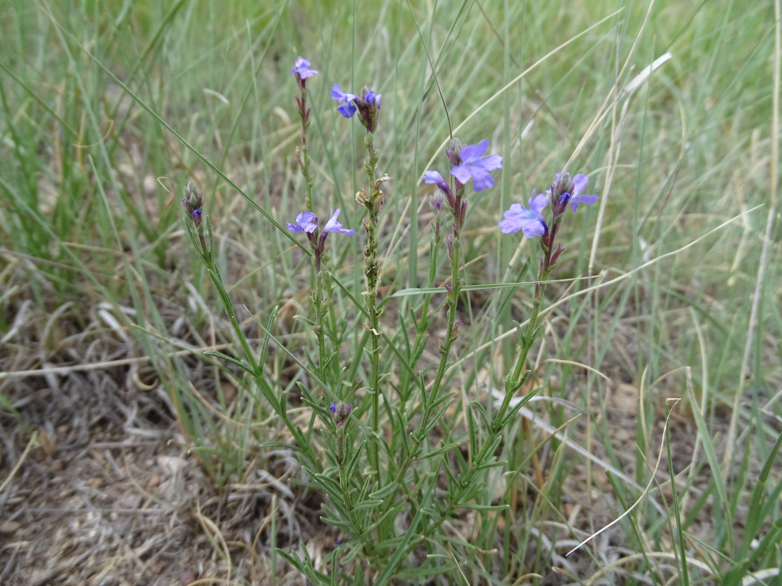Verbena perennis