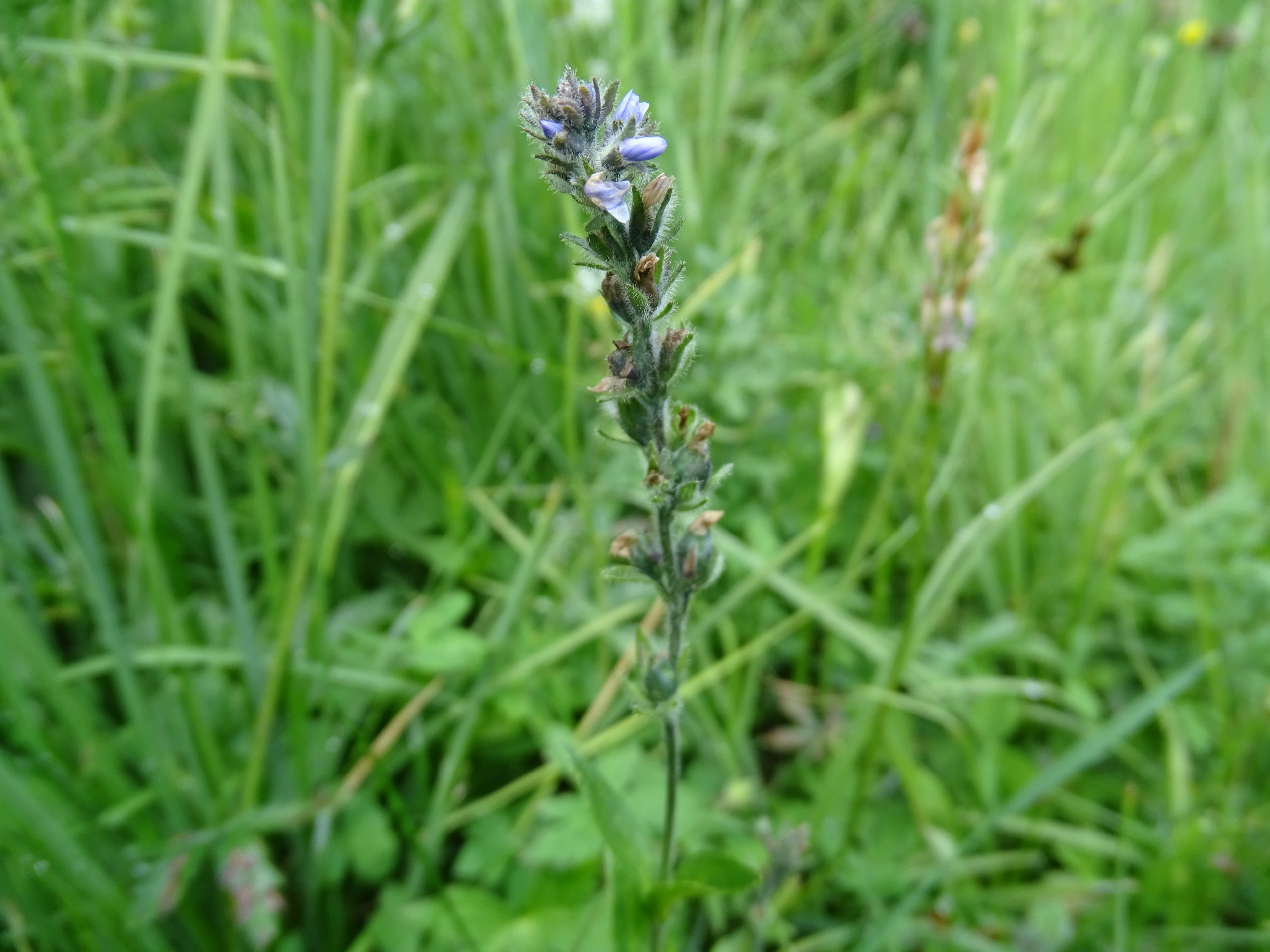 Veronica wormskjoldii