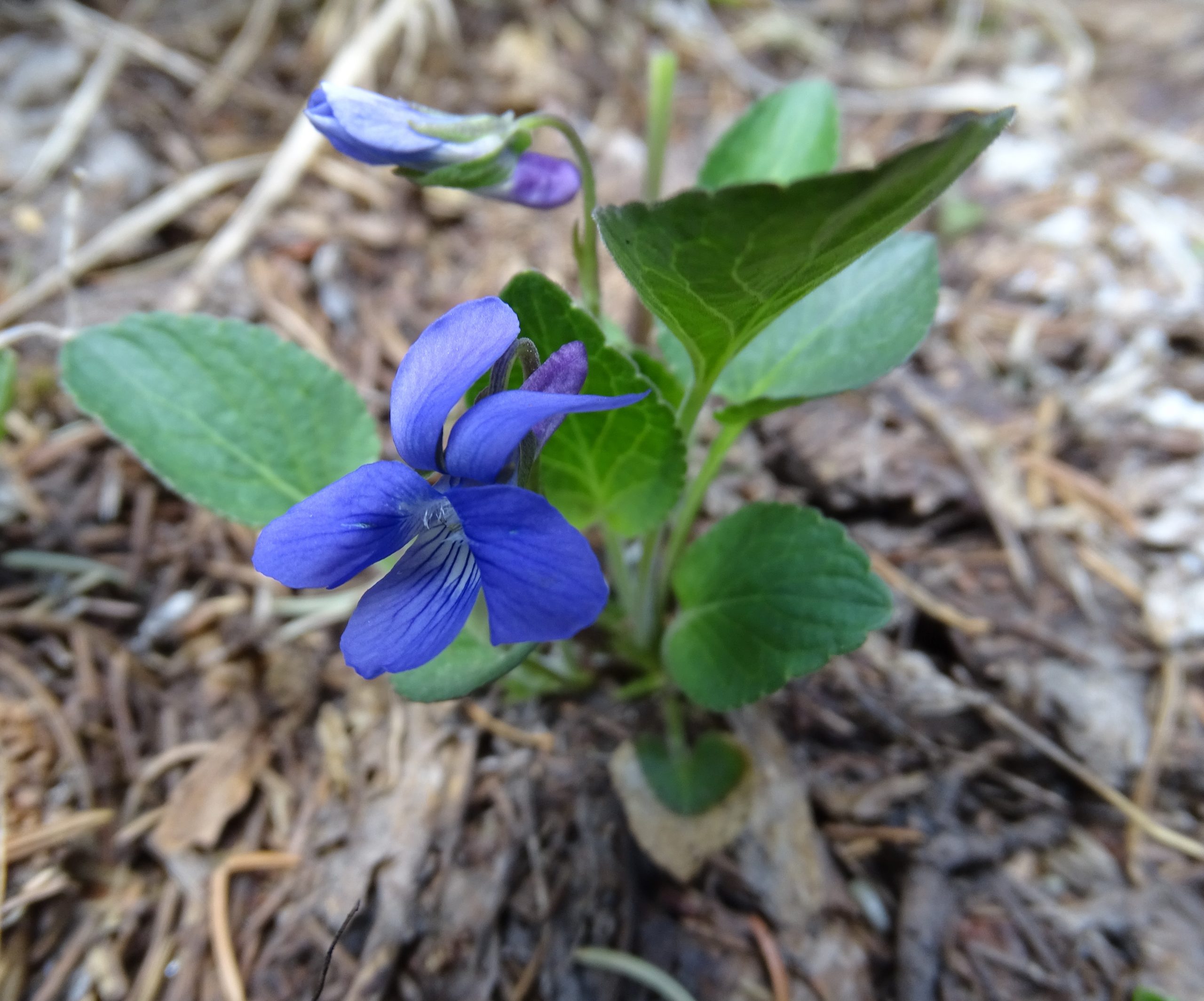 Viola adunca