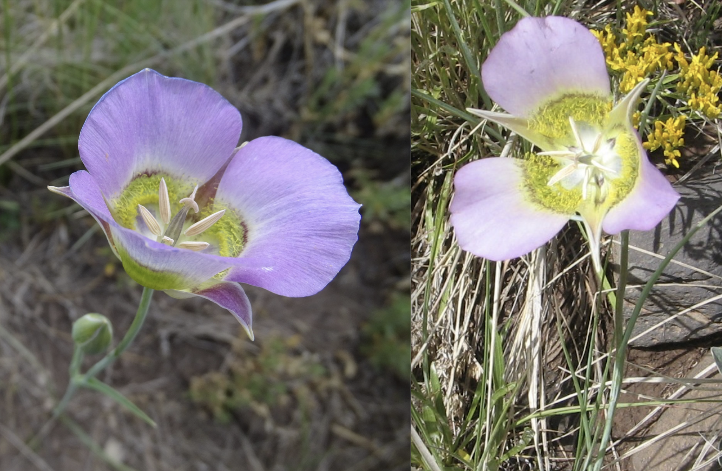 Calochortus gunnisonii