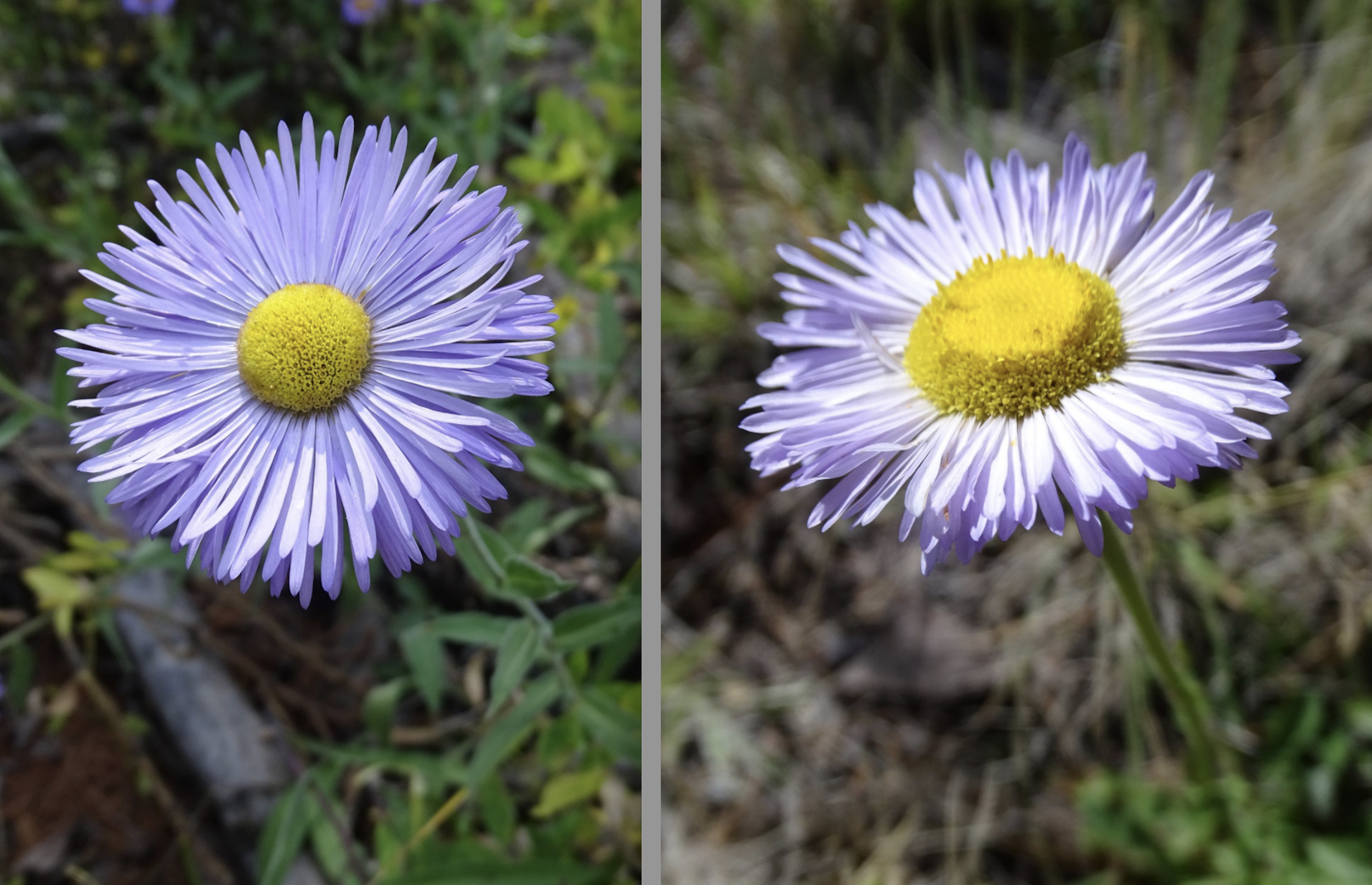 Erigeron formosissimus