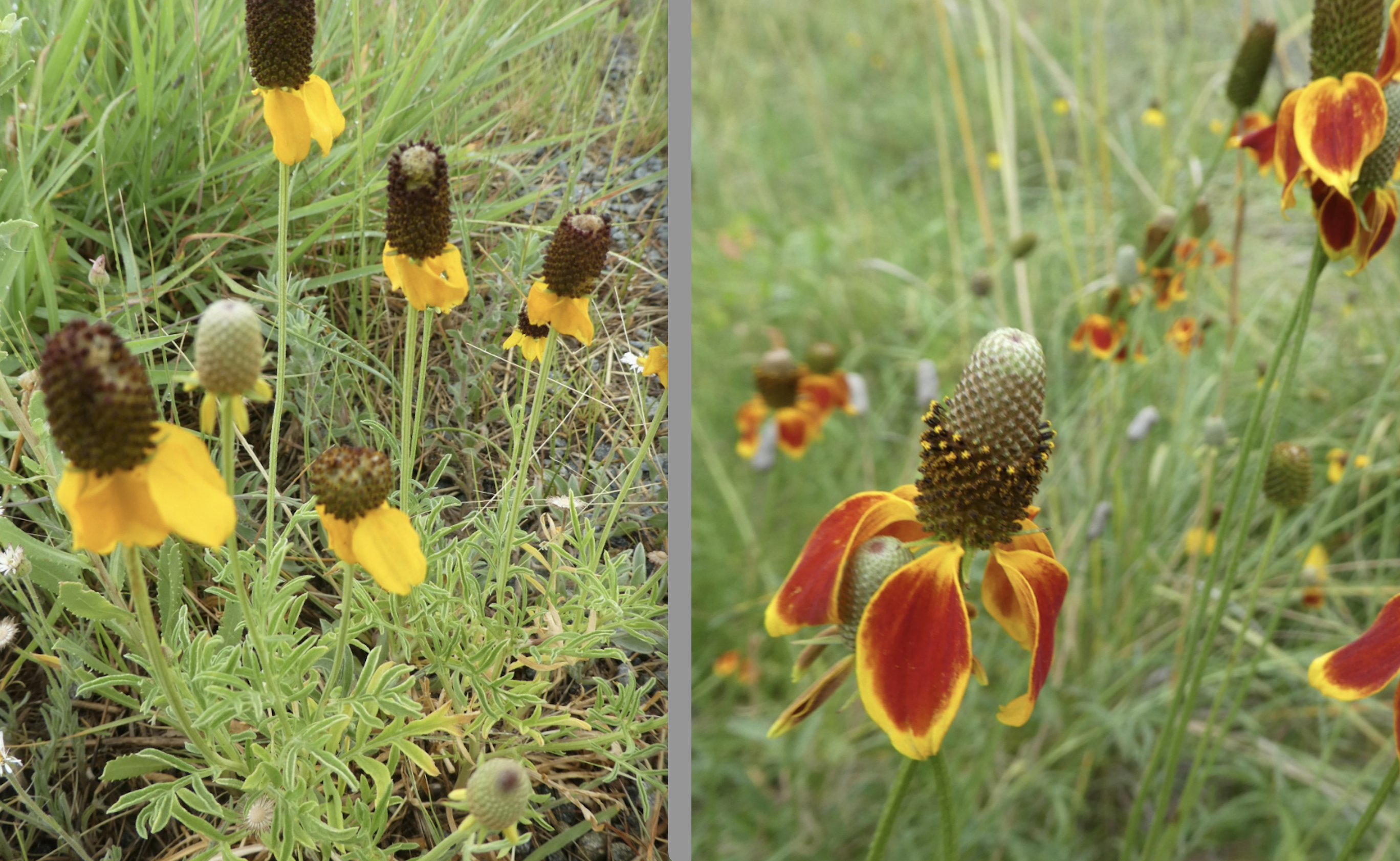 Ratibida columnifera