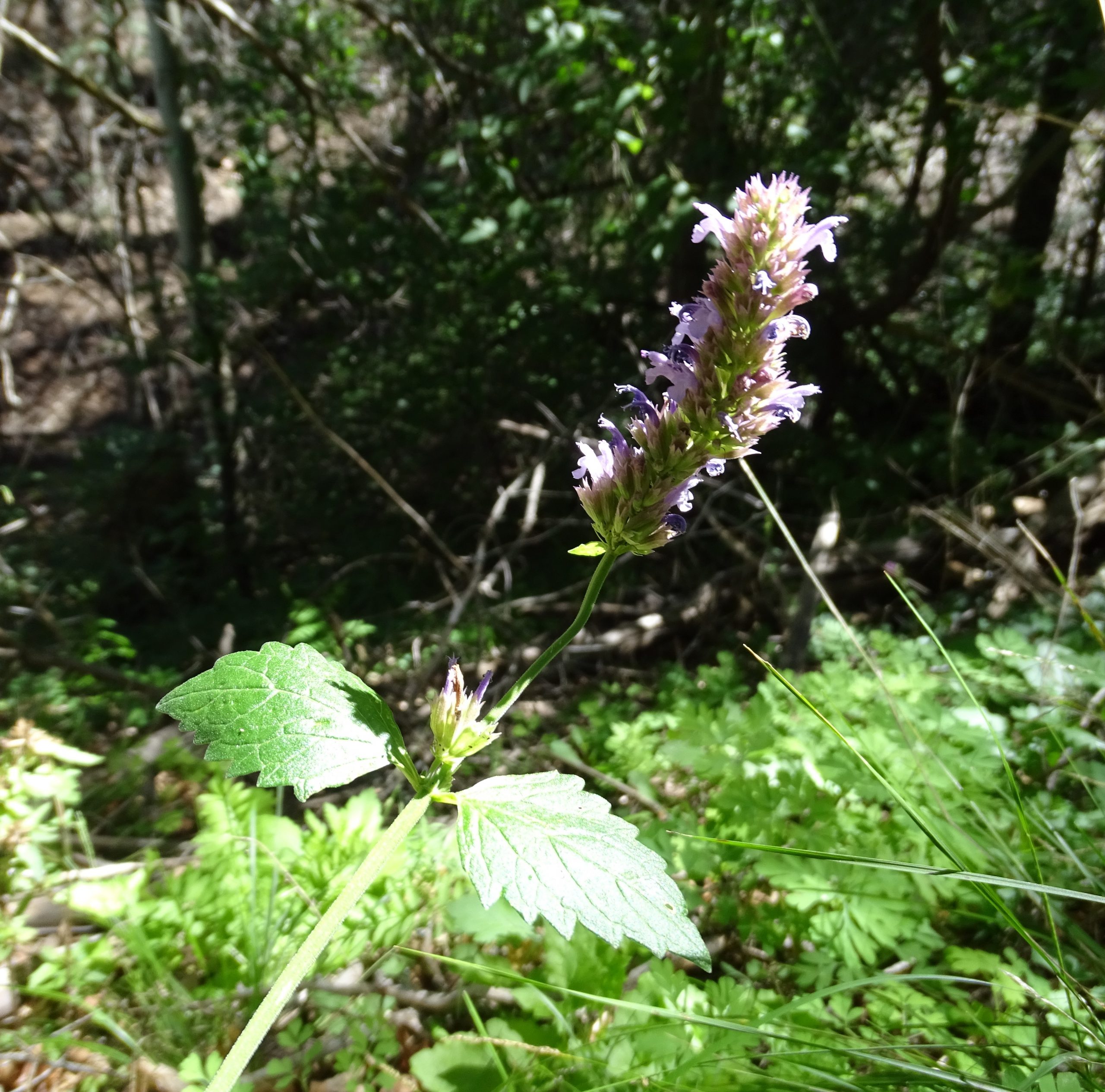 Agastache pallidiflora