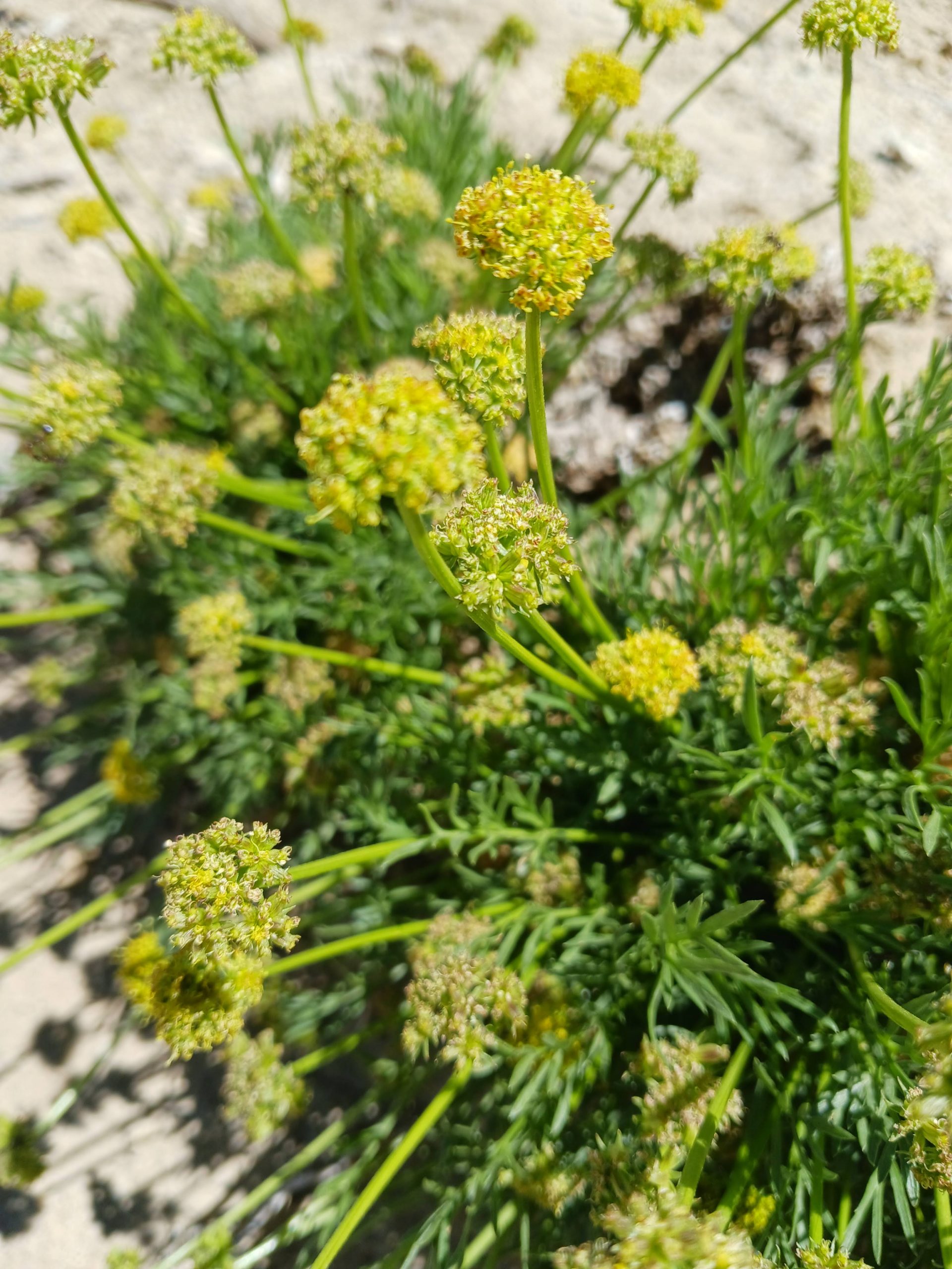 Aletes (Cymopterus) sessiliflorus