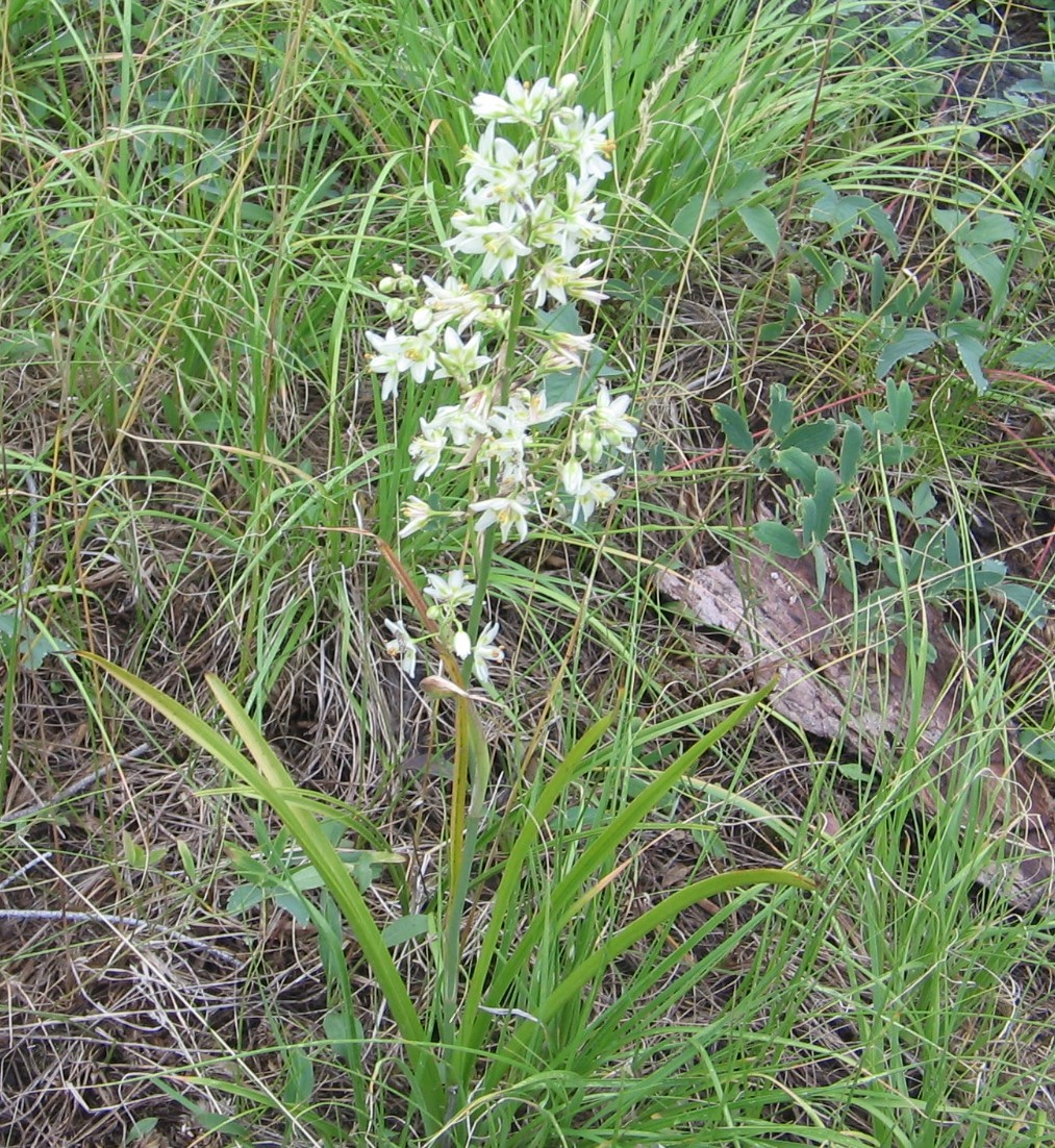 Anticlea elegans