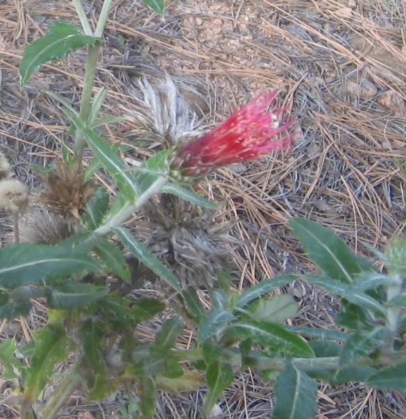 Cirsium arizonicum