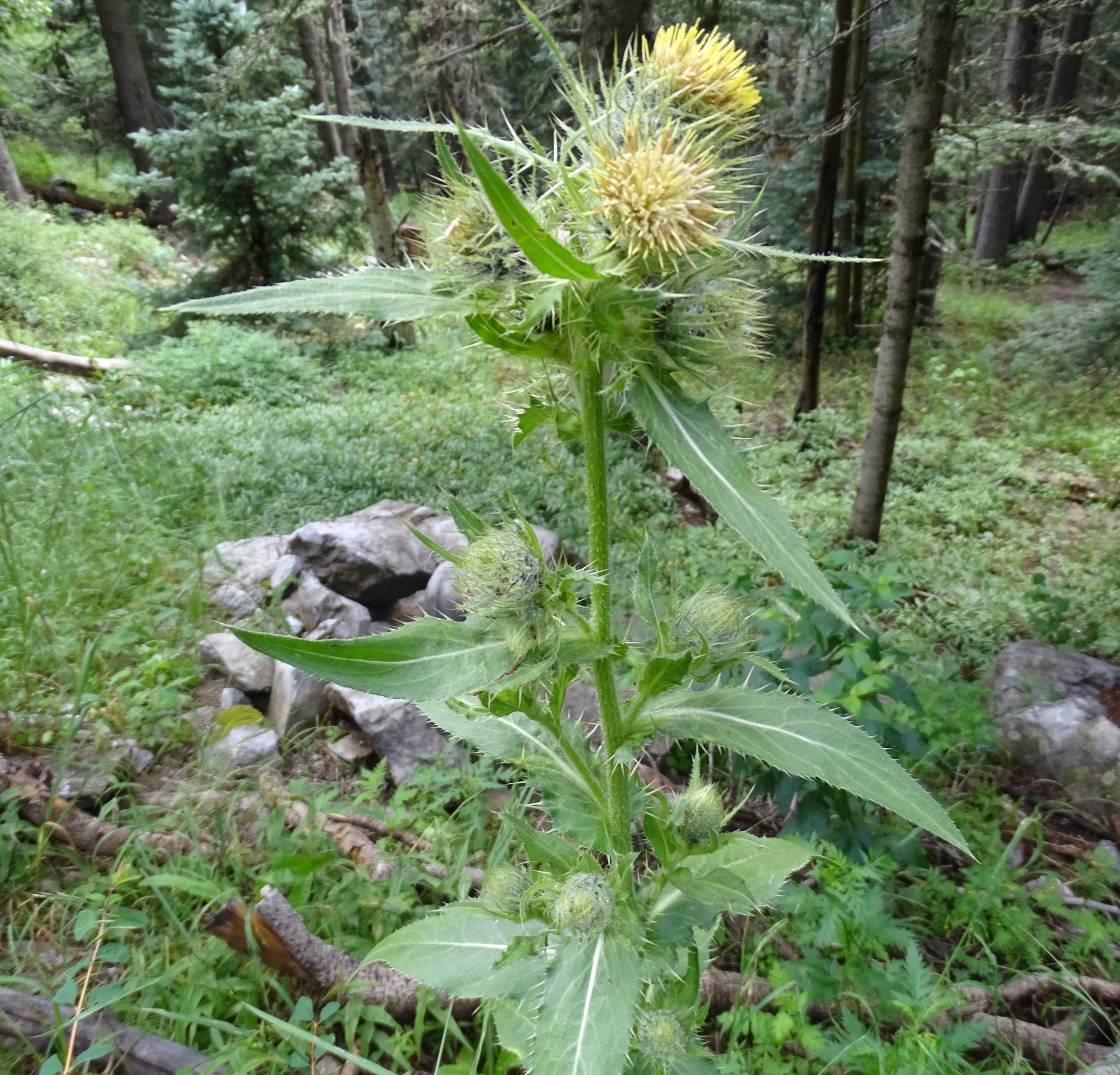 Cirsium parryi
