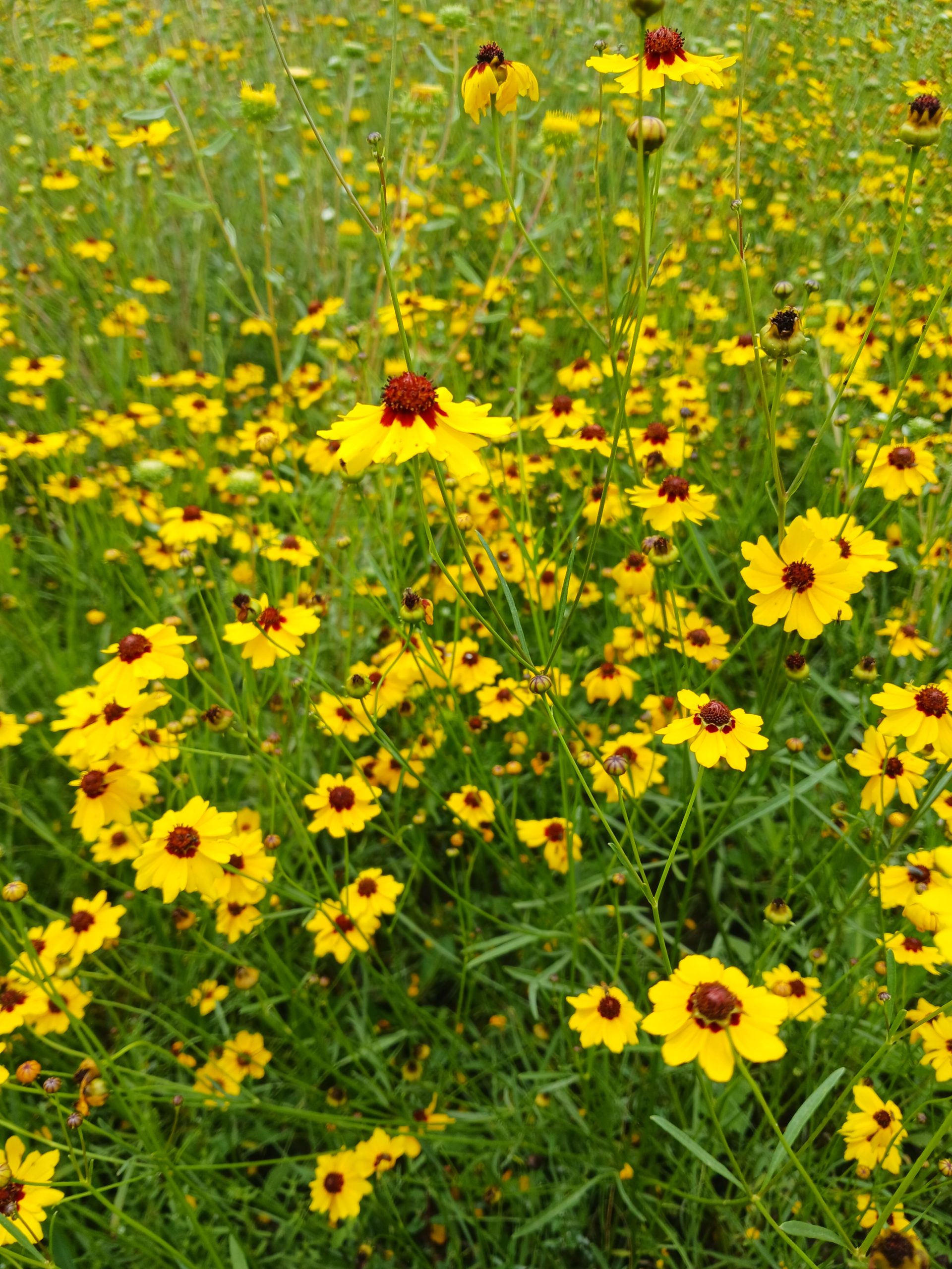 Coreopsis tinctoria