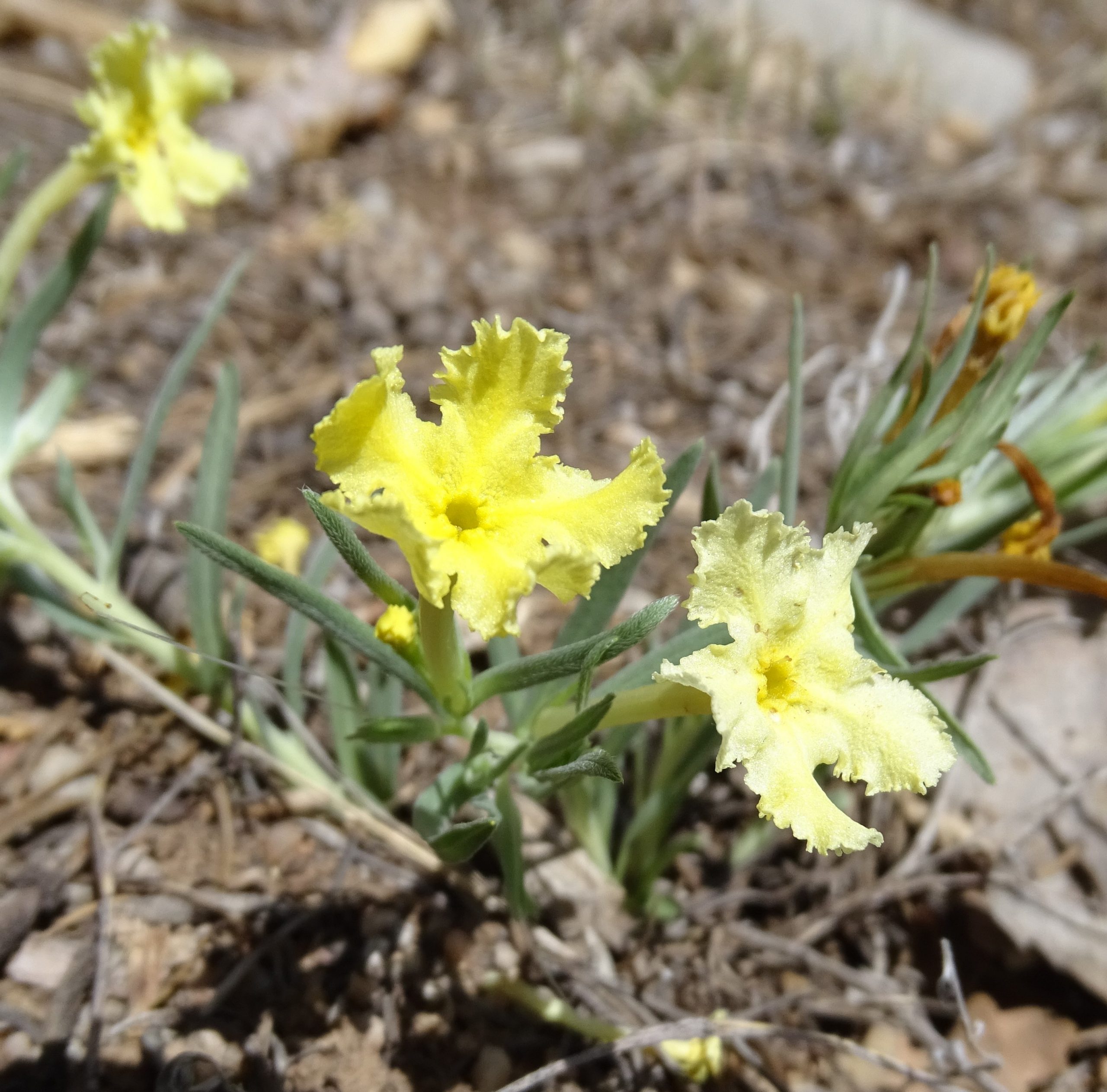 Lithospermum incisum