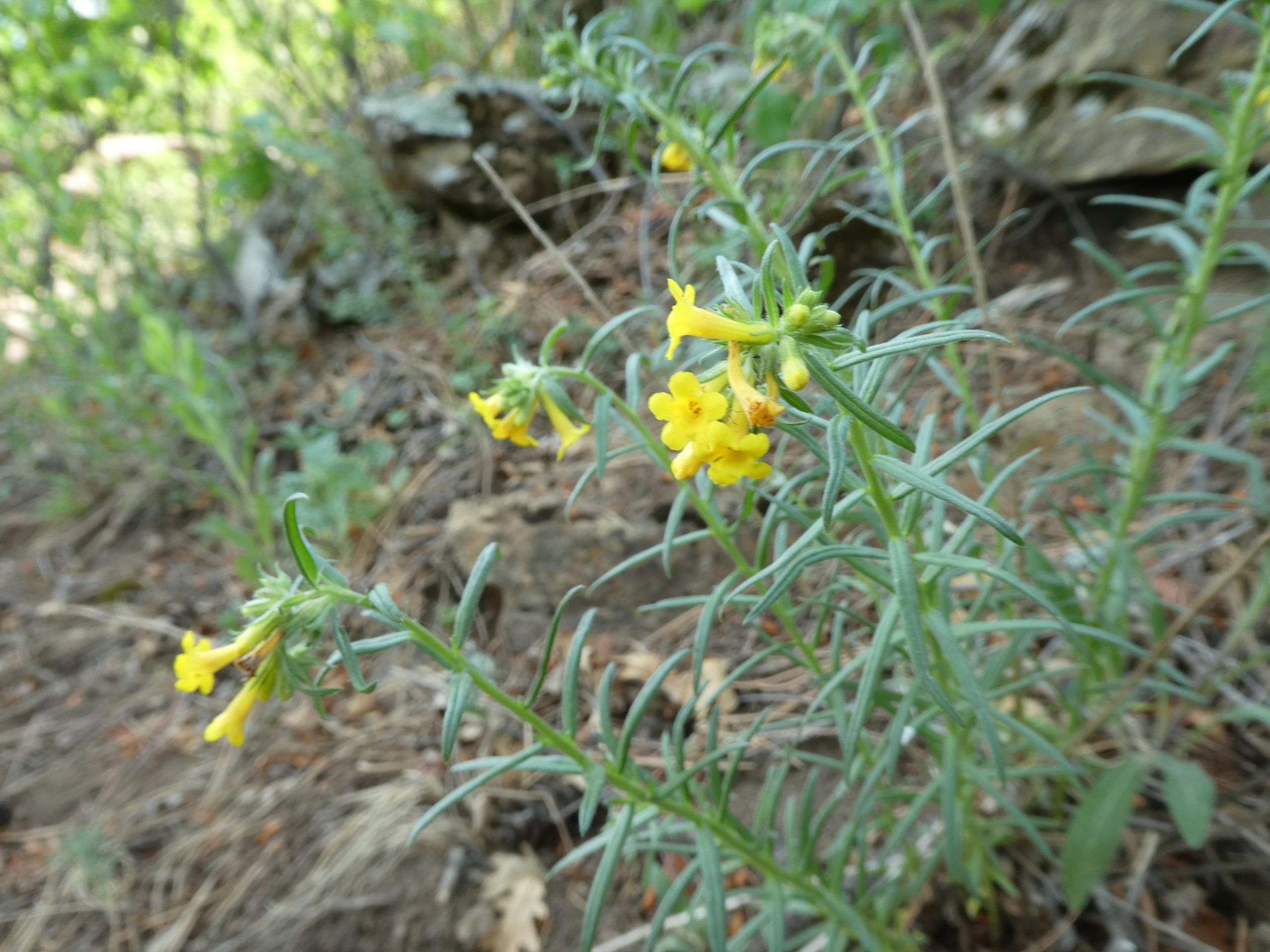 Lithospermum multiflorum