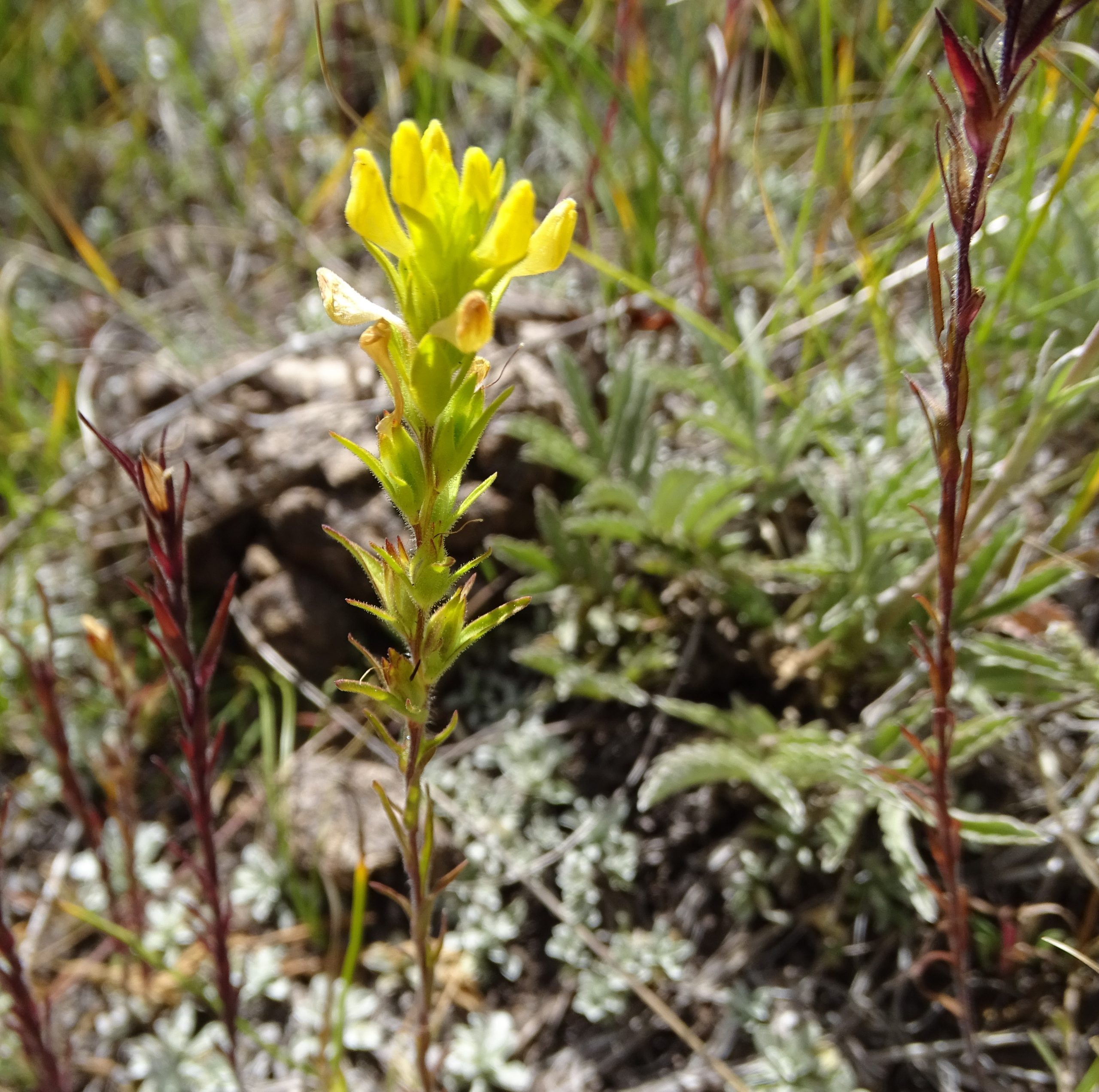 Orthocarpus luteus
