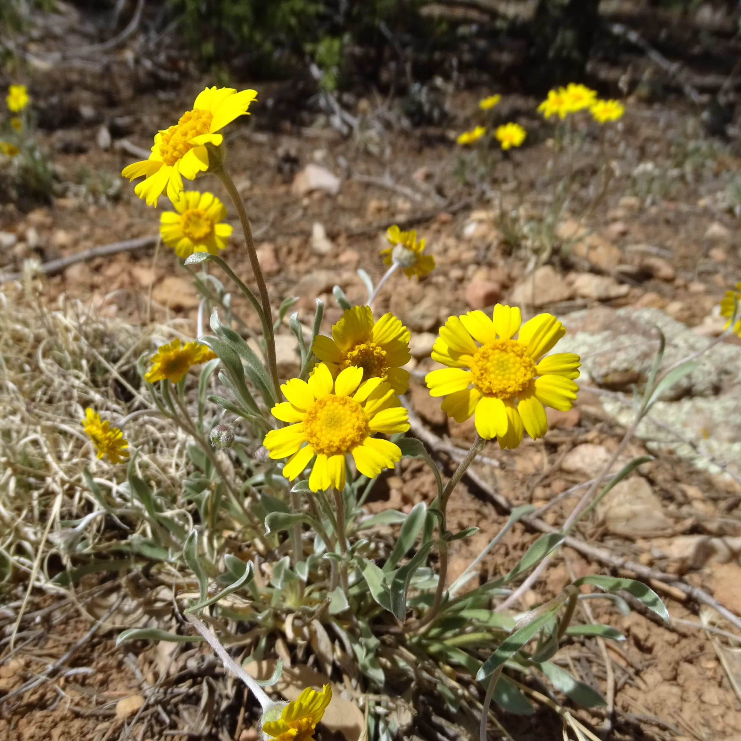 Tetraneuris argentea