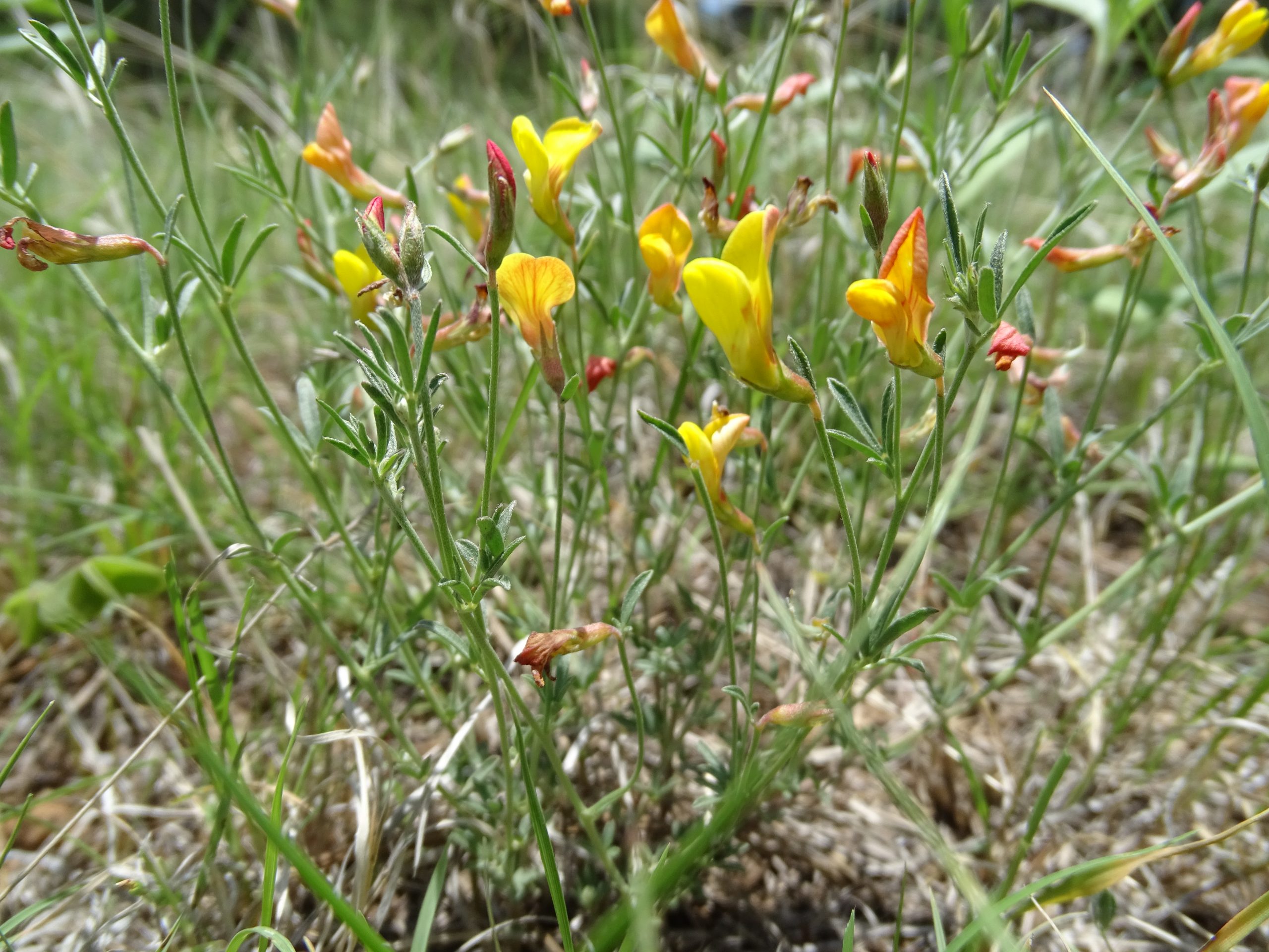 Acmispon wrightii