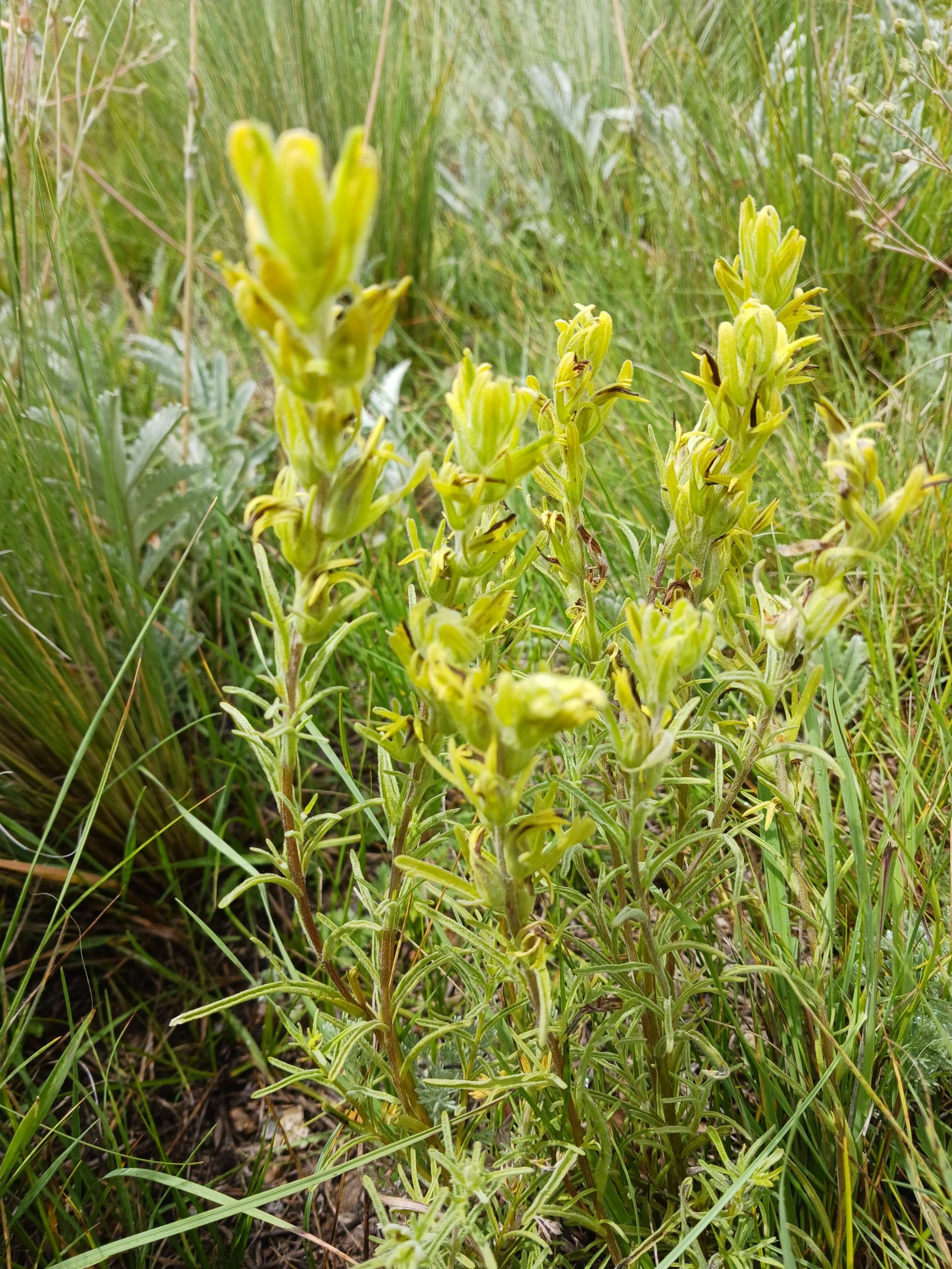 Castilleja lineata