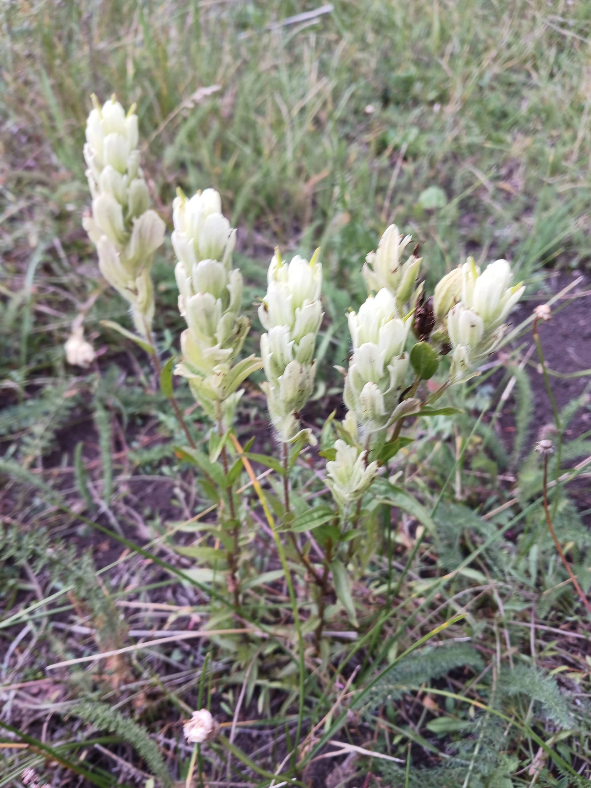 Castilleja septentrionalis