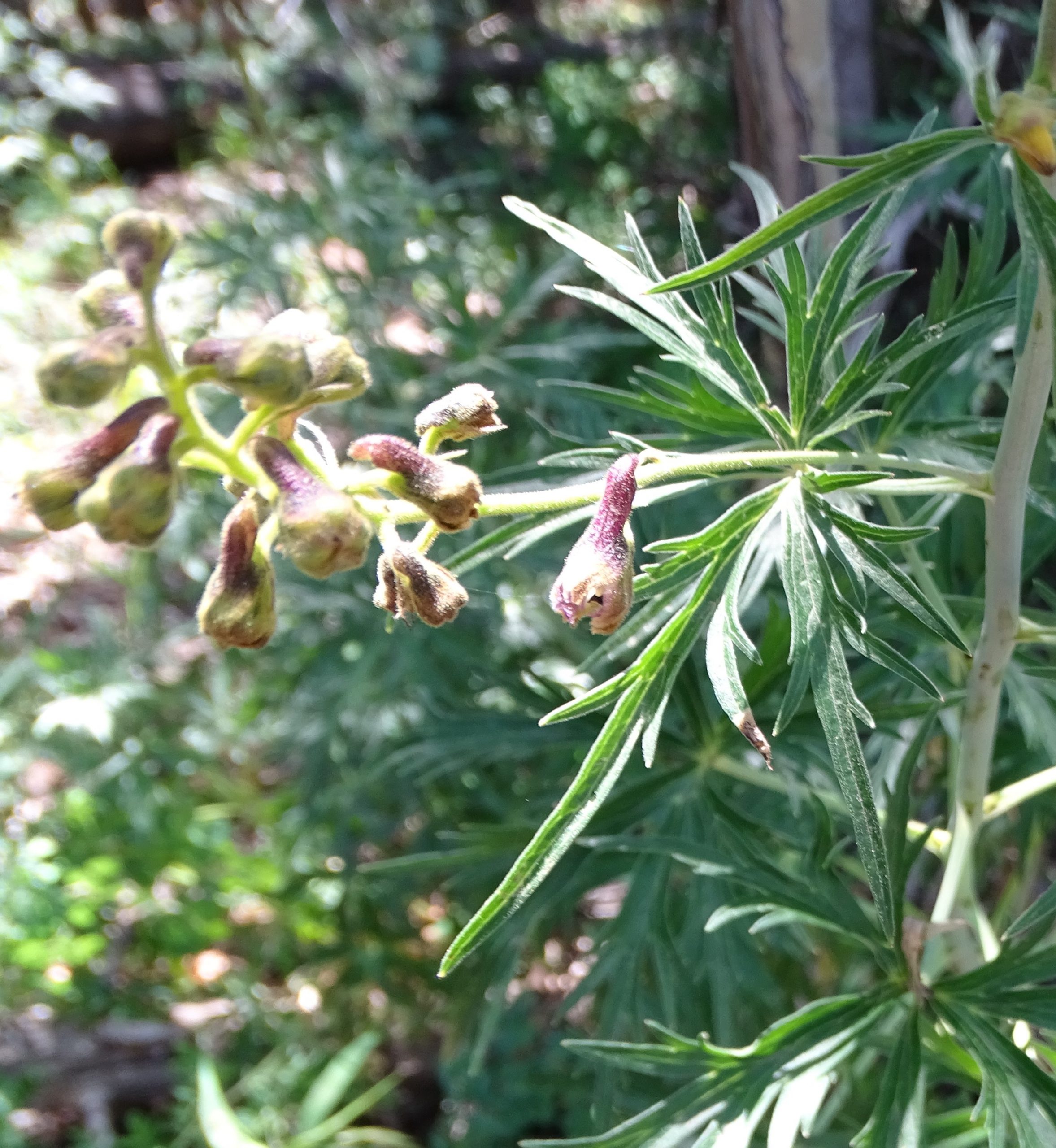 Delphinium sapellonis