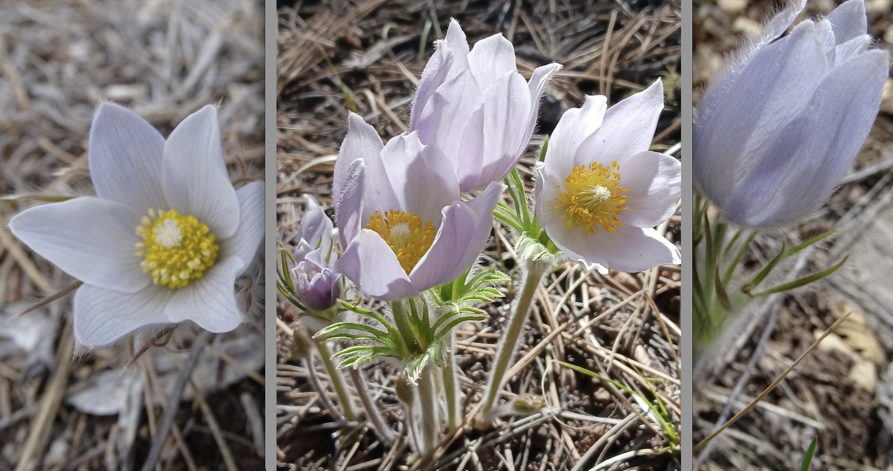 Pulsatilla patens