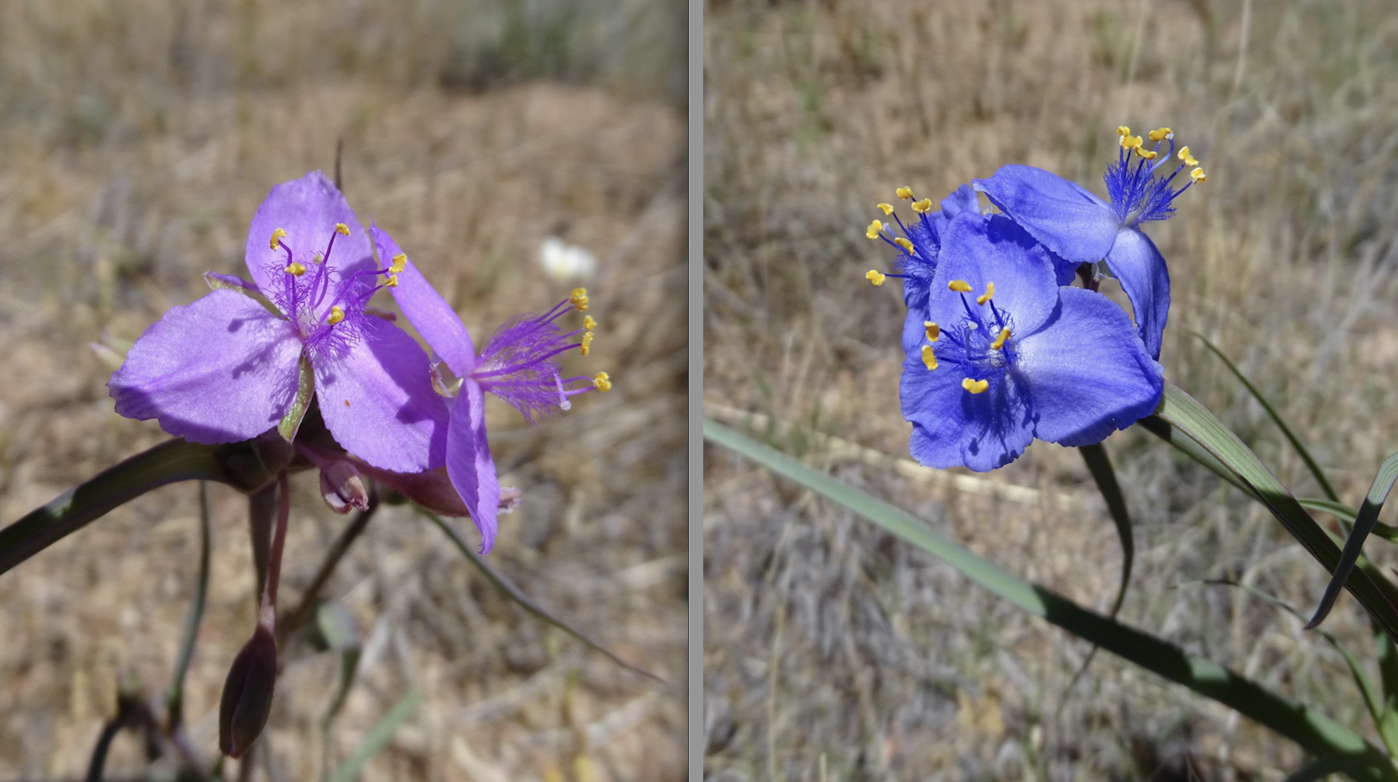 Tradescantia occidentalis