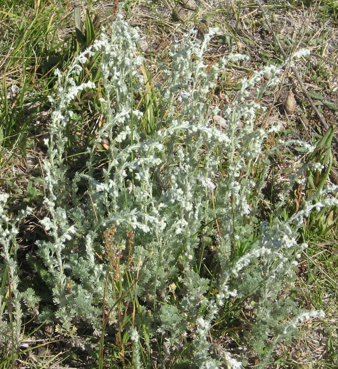 Artemisia frigida