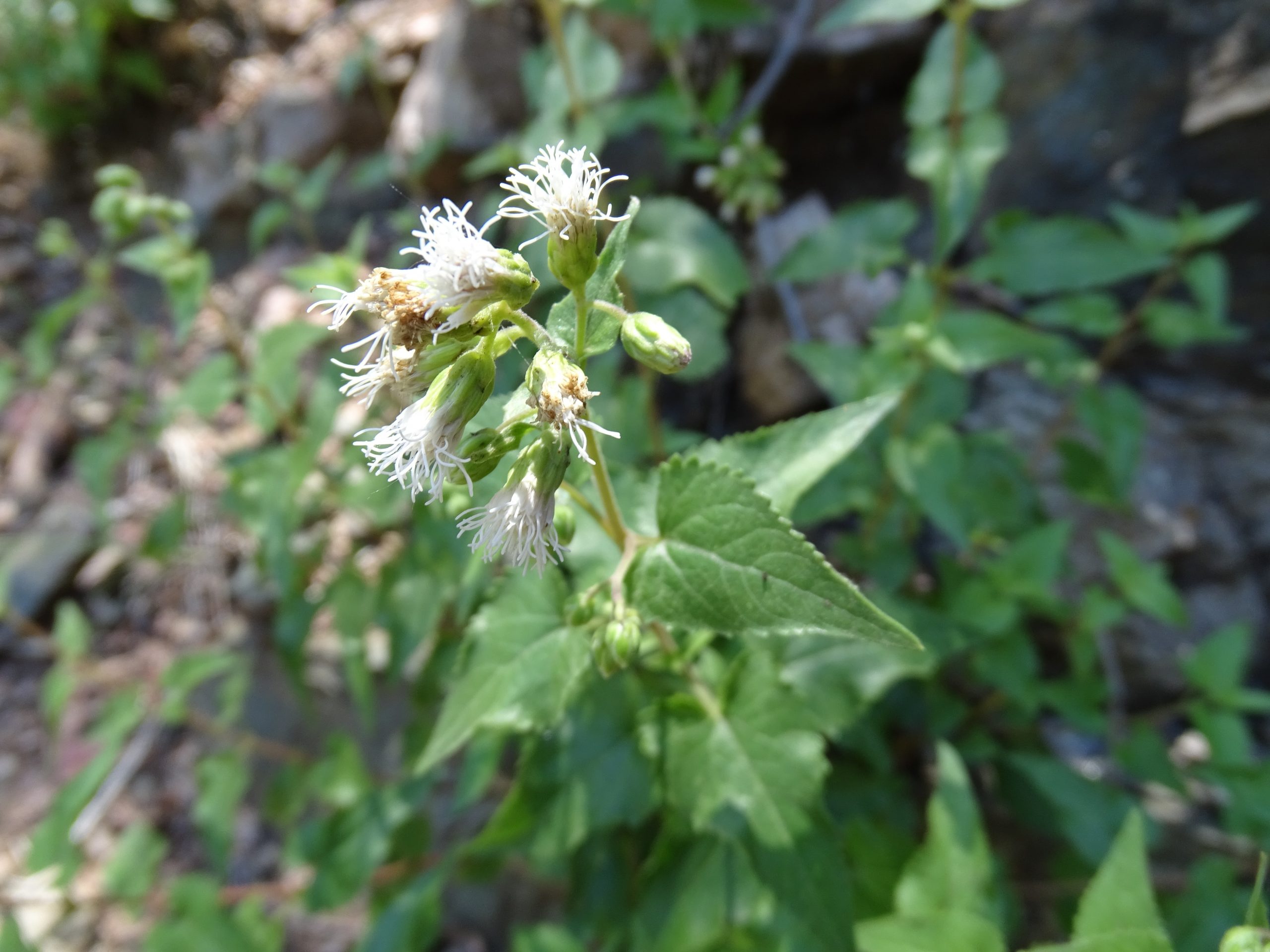 Brickellia grandiflora