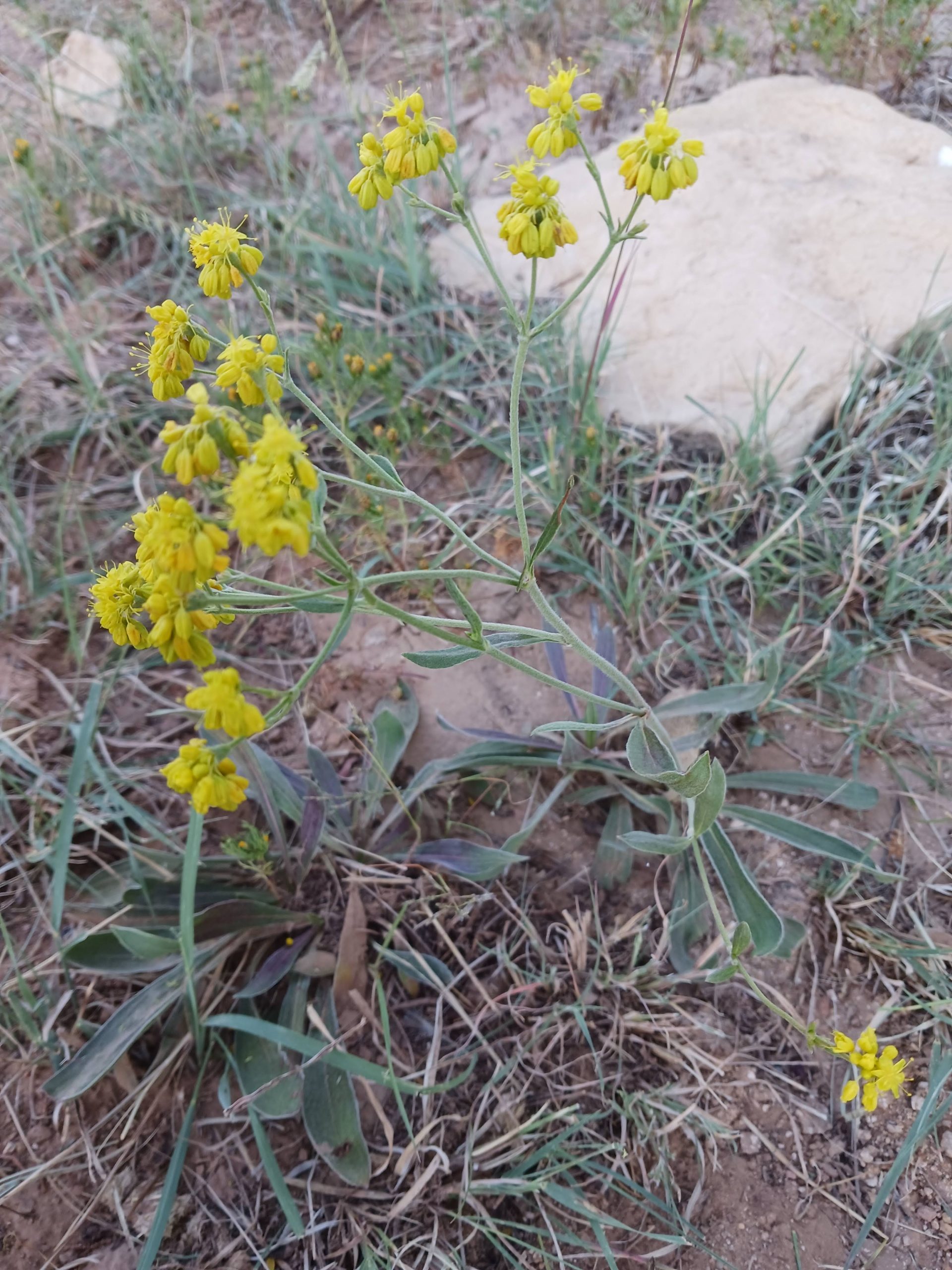 Eriogonum hieraciifolium