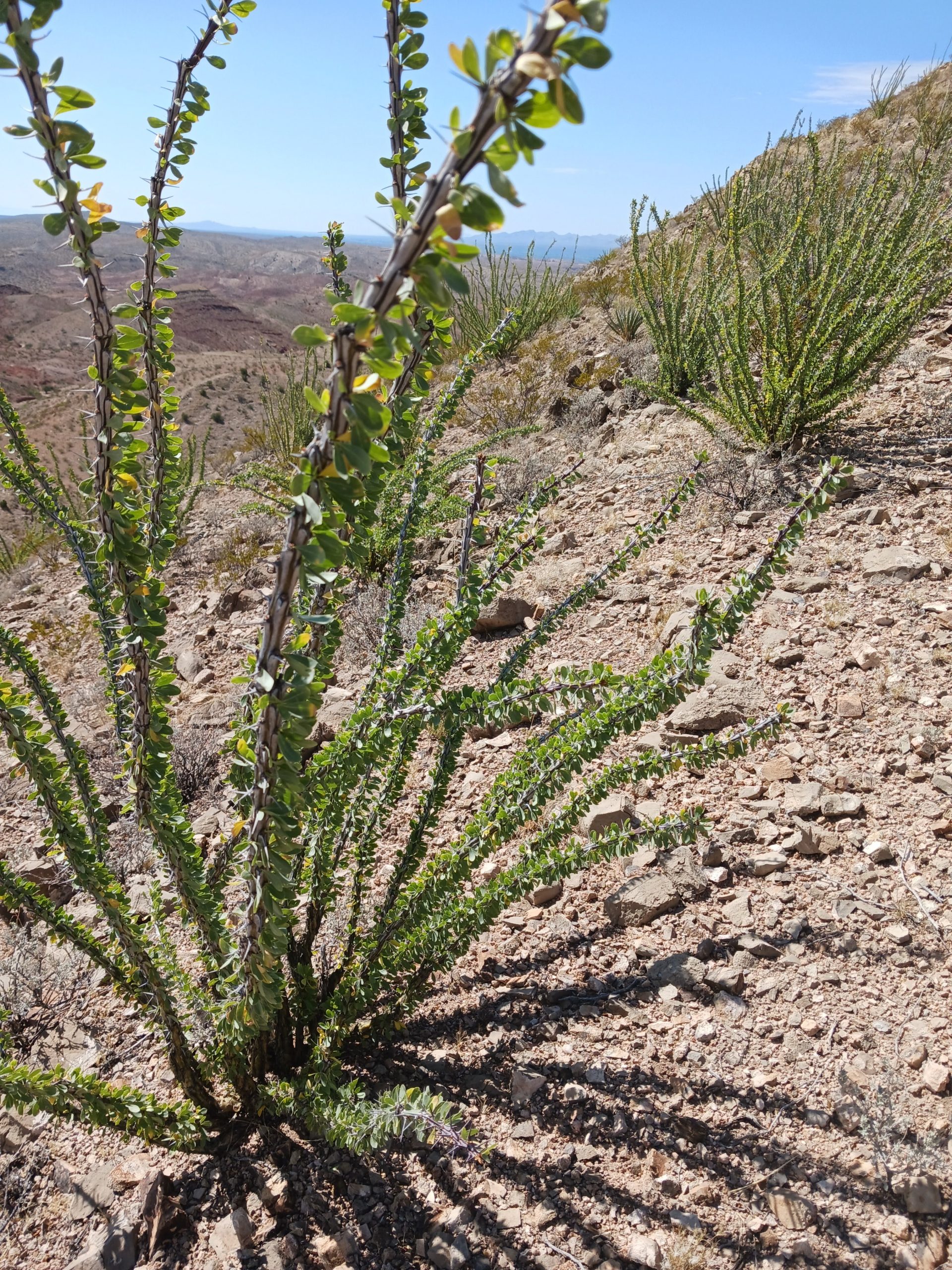 Fouquieria splendens