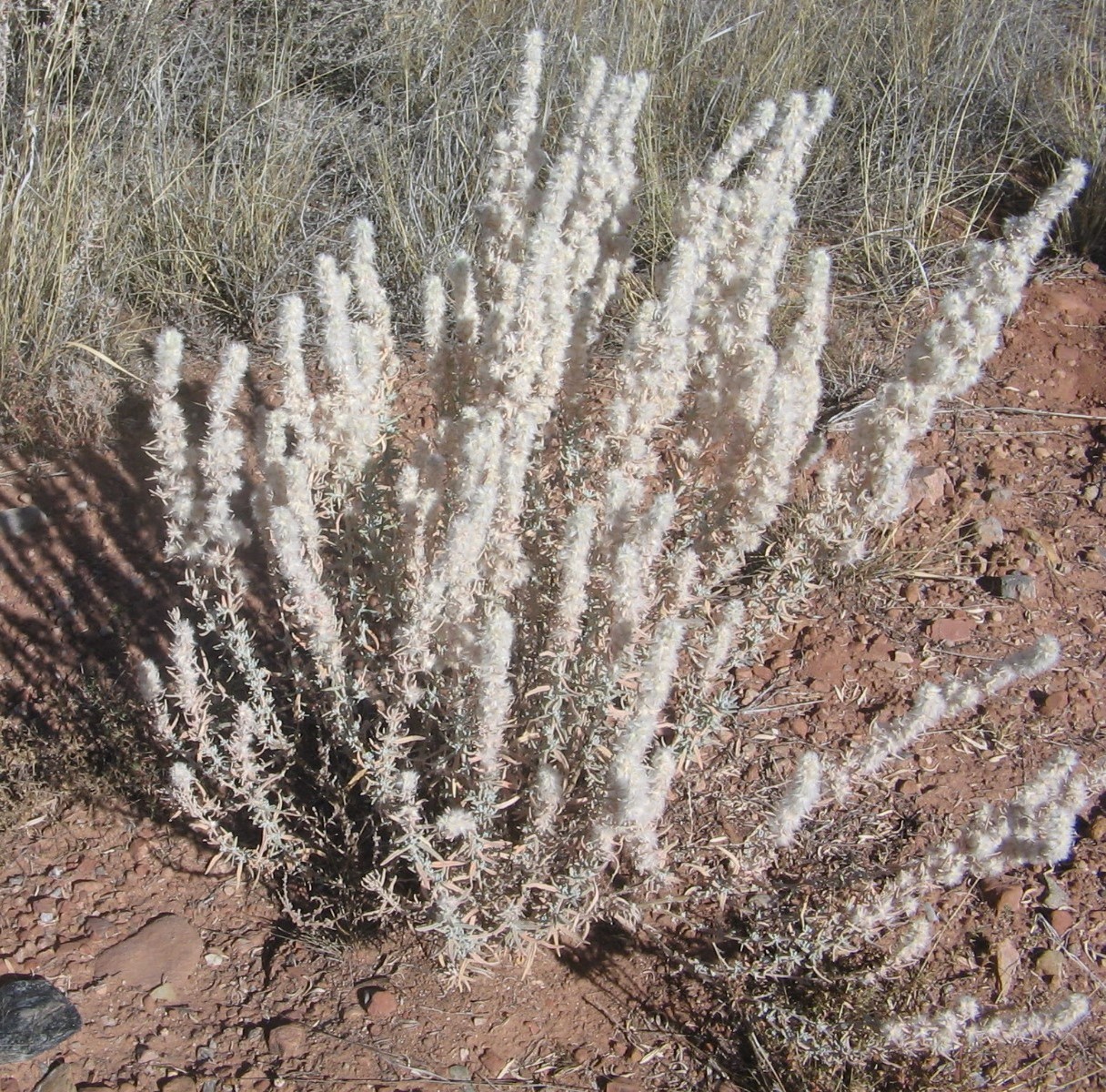 Krascheninnikovia lanata