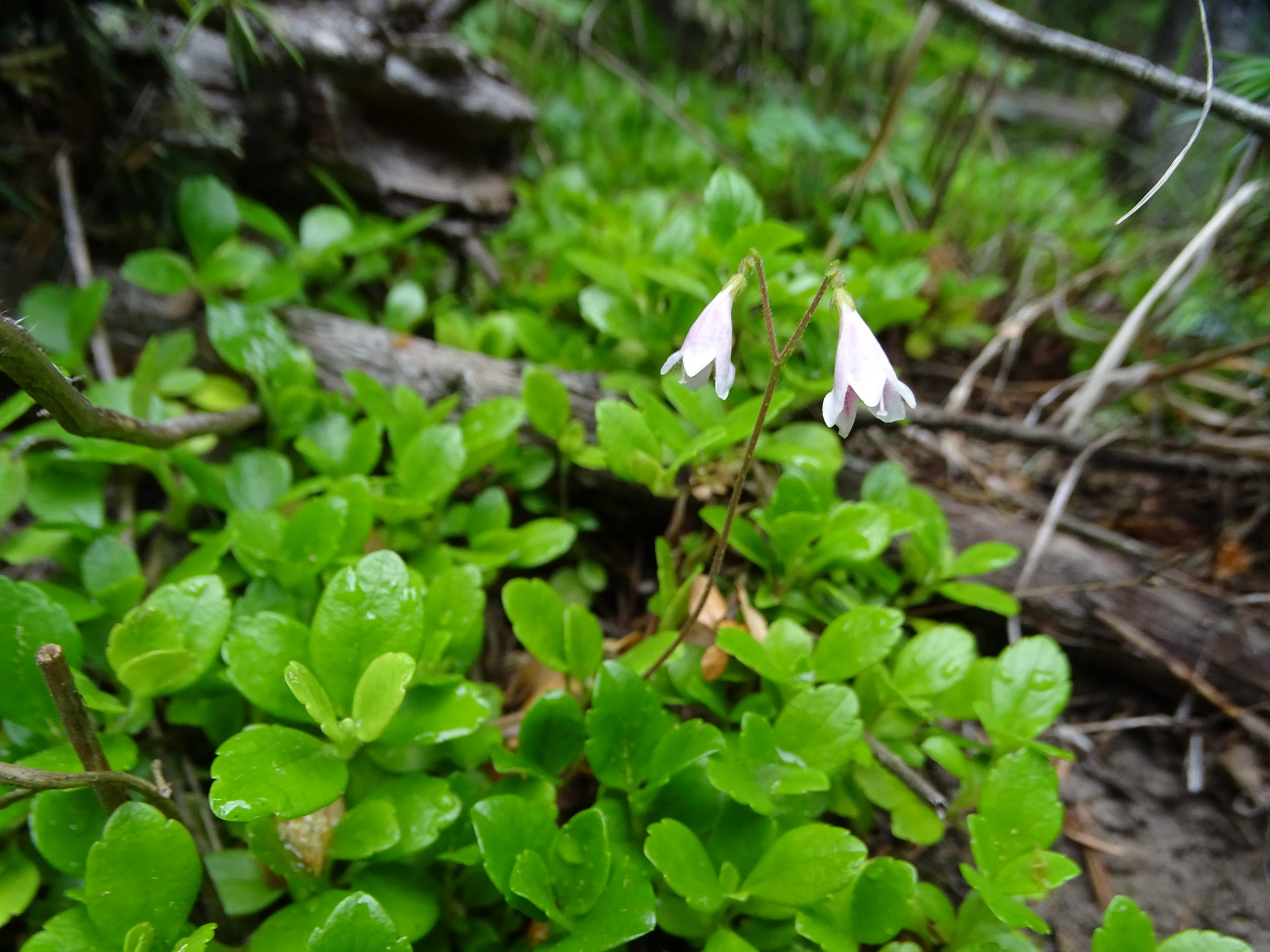 Linnaea borealis